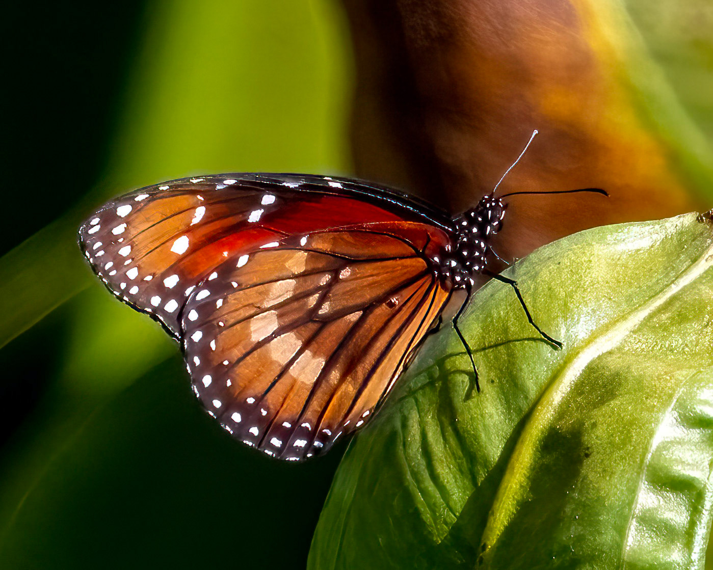 Monarch butterfly