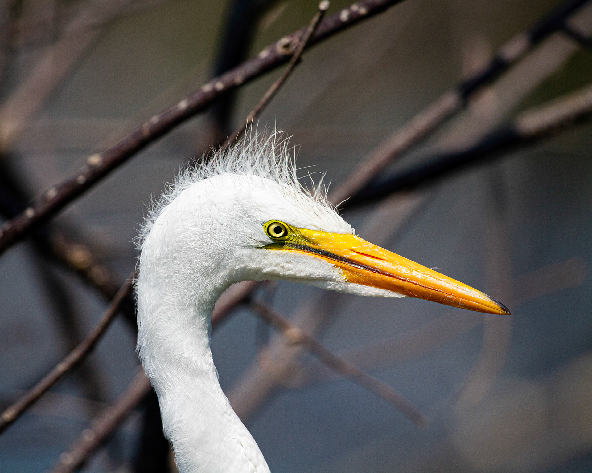 great egret