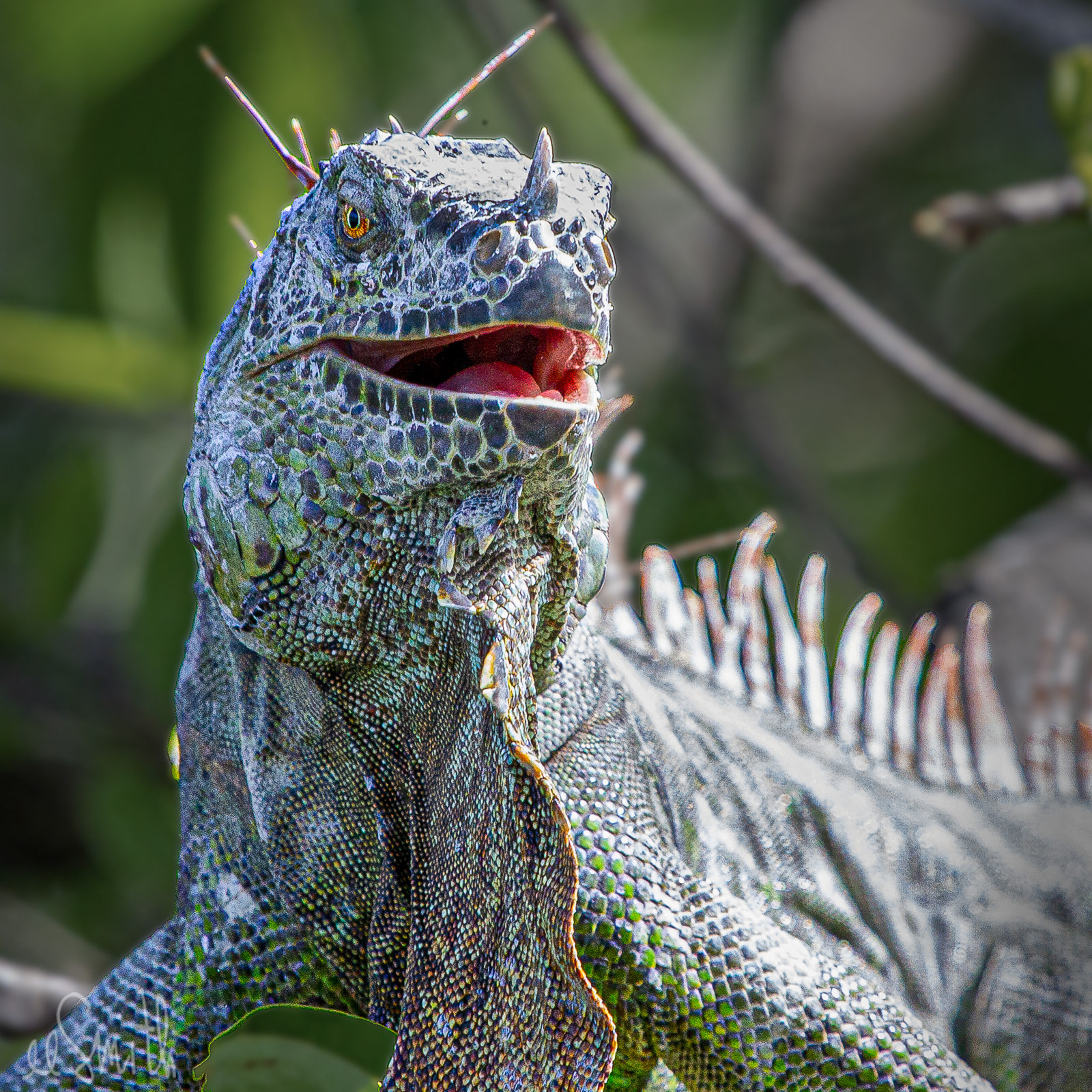 Iguana
