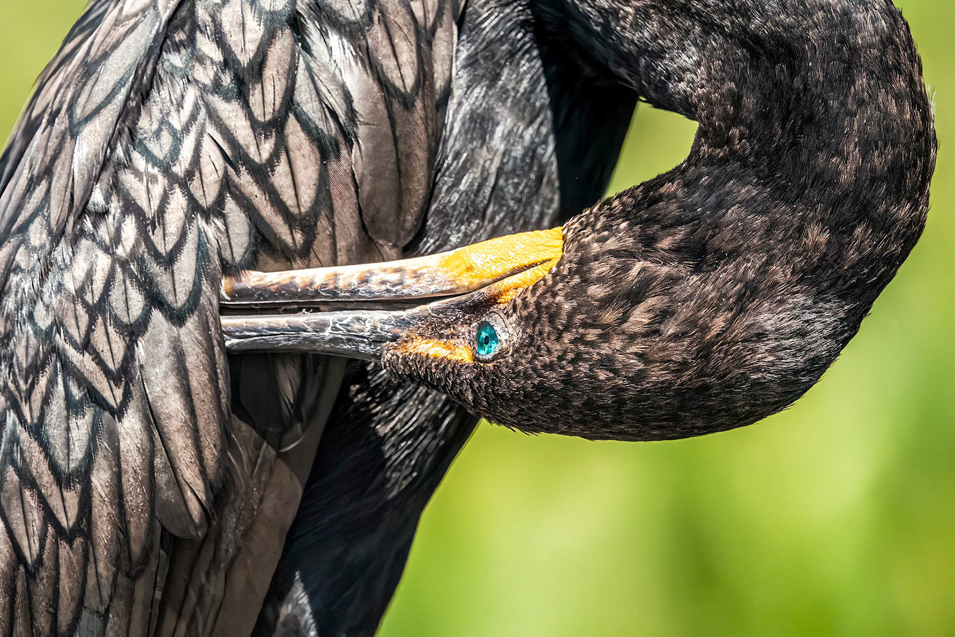 cormorant, Florida wetlands