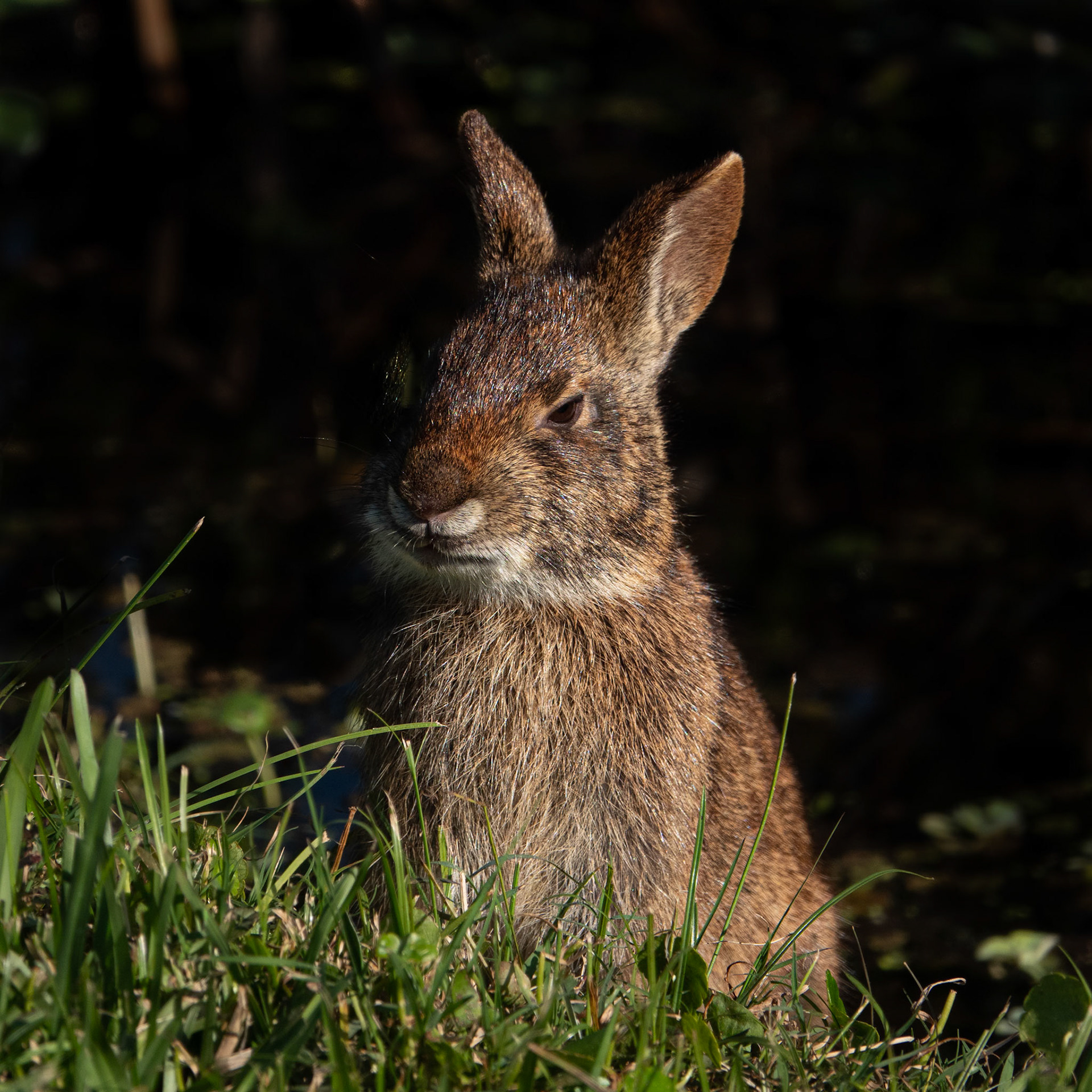 Rabbit in Green Cay Wetlands