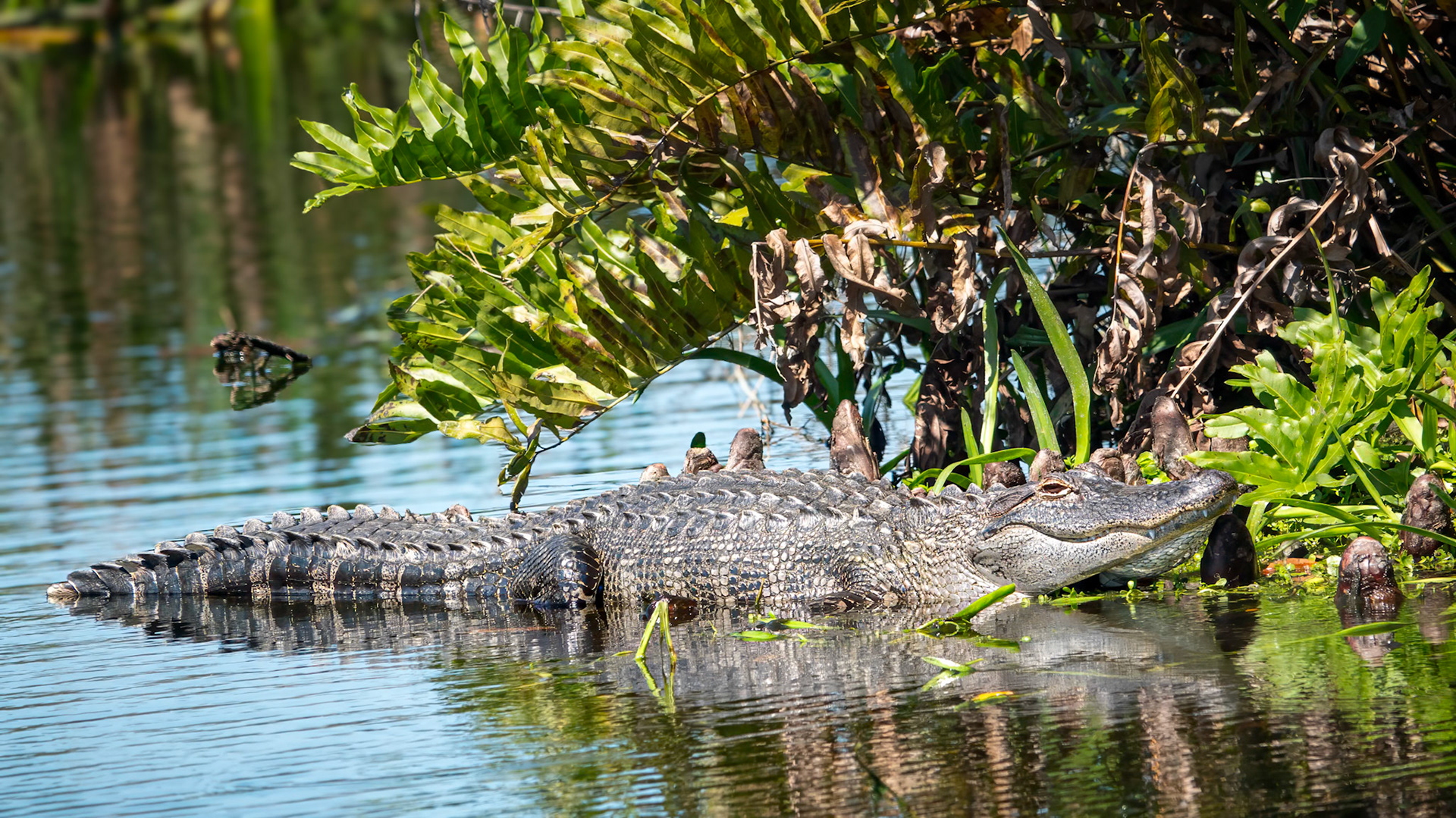 Alligator at Green Cay Wetlands
