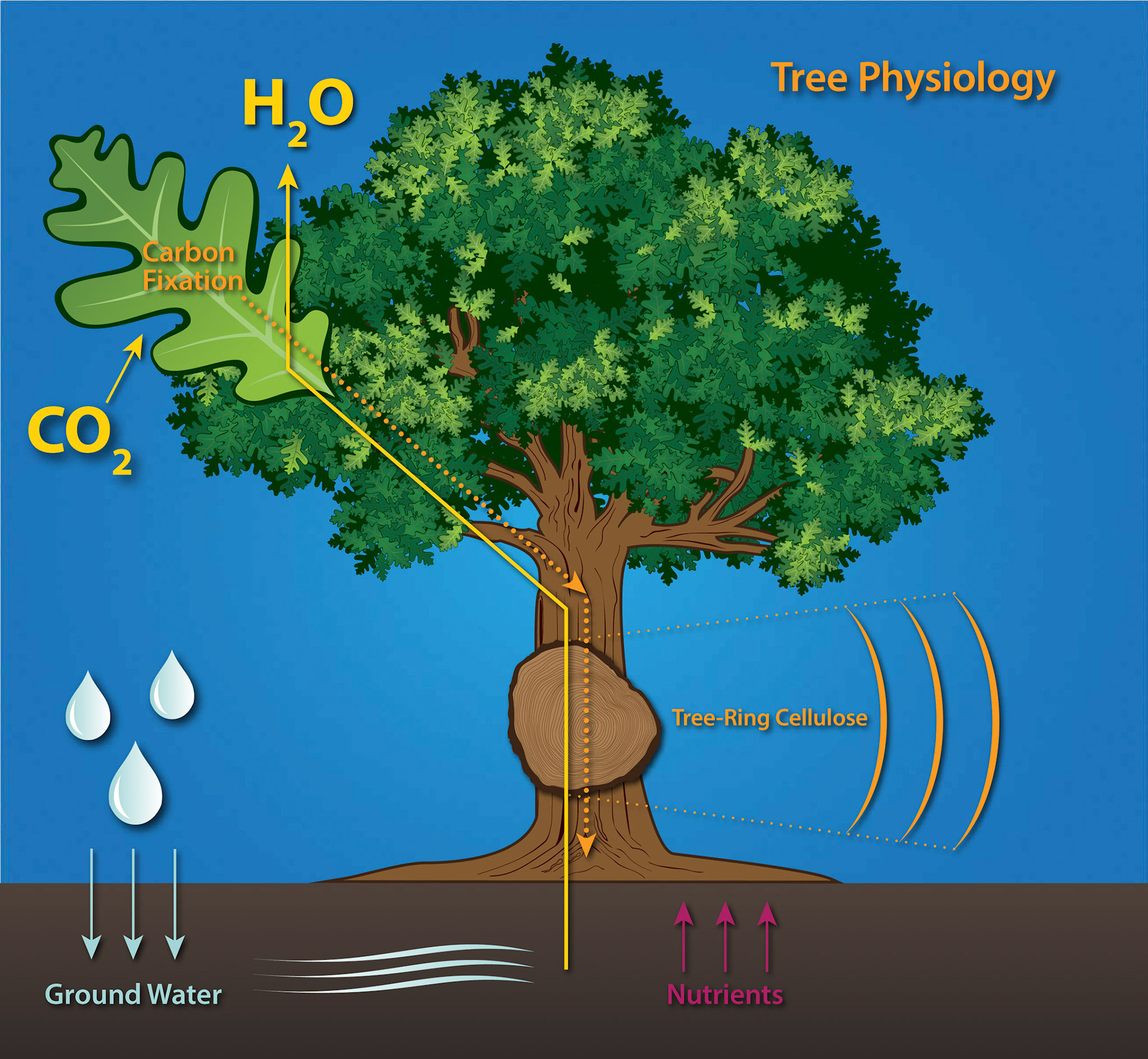 Tree Physiology Figure