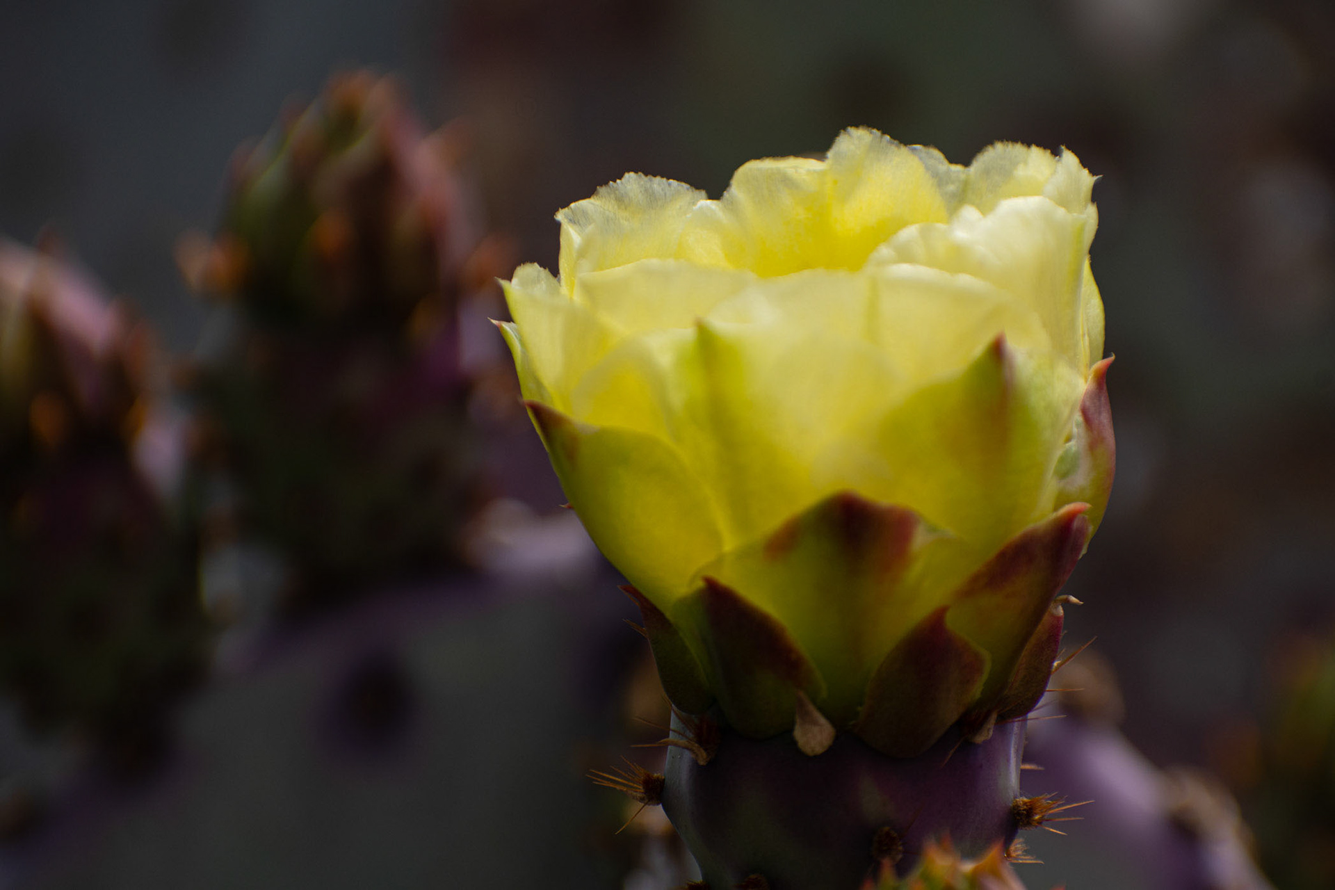 Desert Bloom outside Tempe Center for the Arts