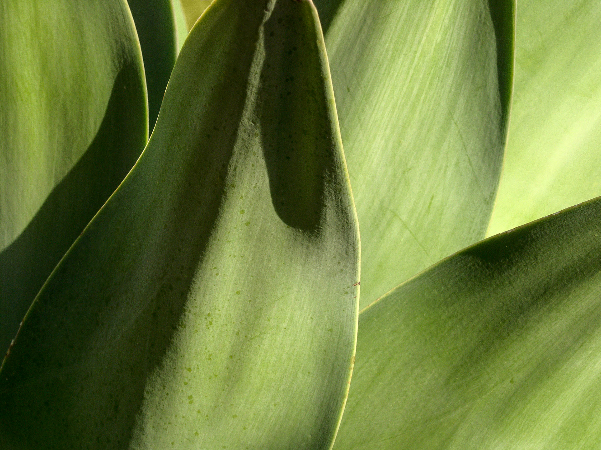 Graphical lines from Plant Leaves, Sicily, Italy