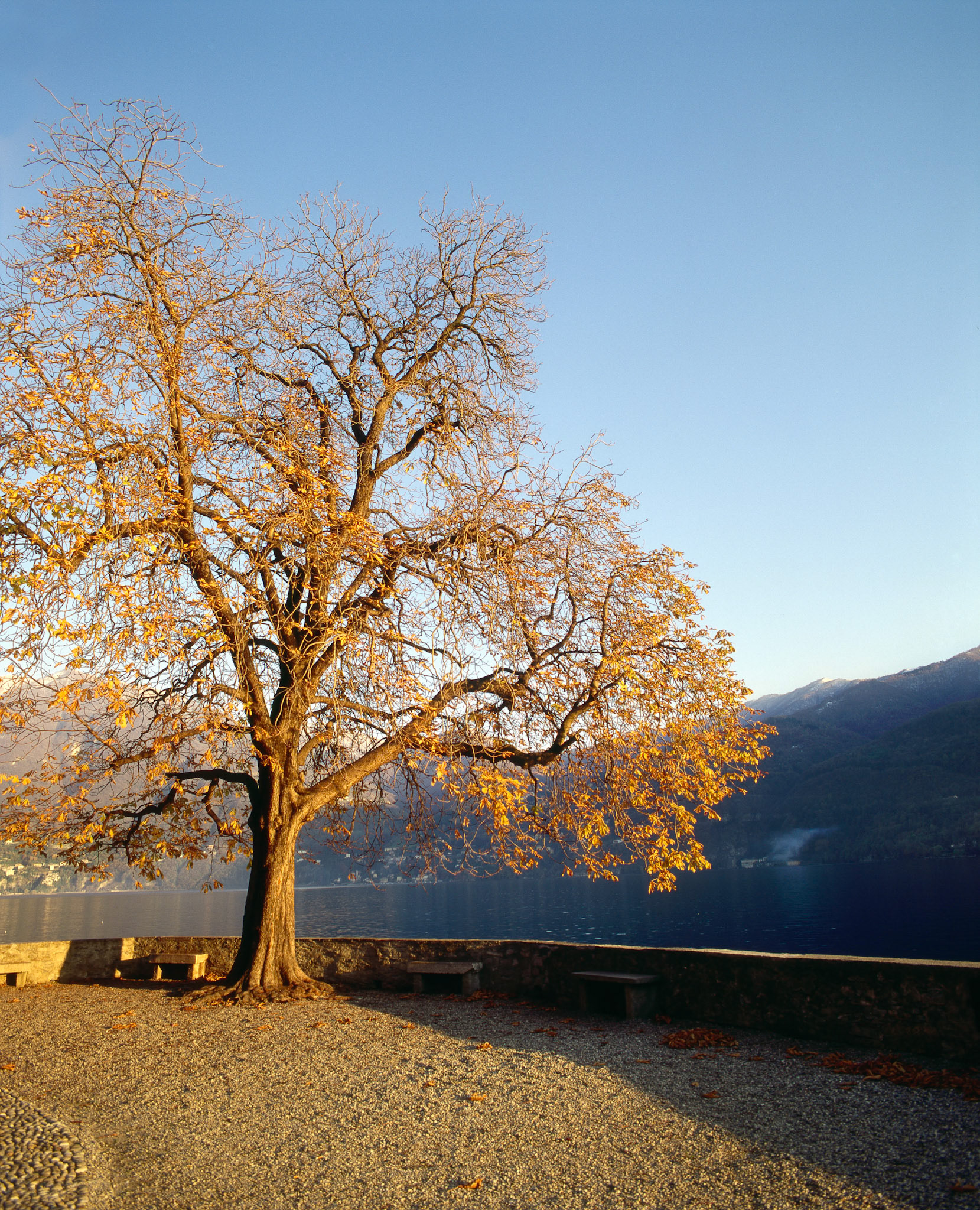 Autumn tree at the Lago di Garda