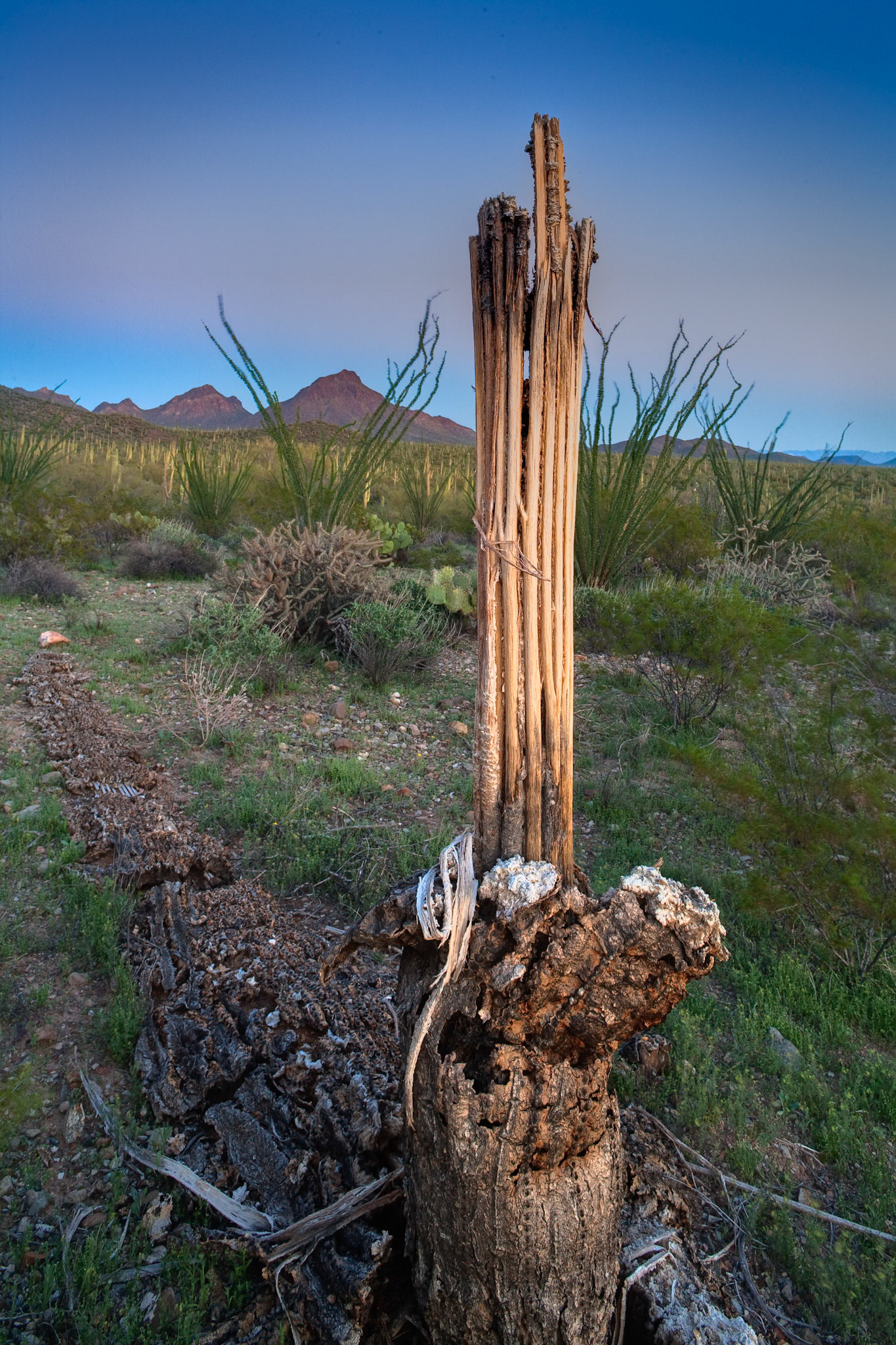 Dead Saguaro at Mc Cain Loop Rd, Tucson Mountain Park, Arizona, USA