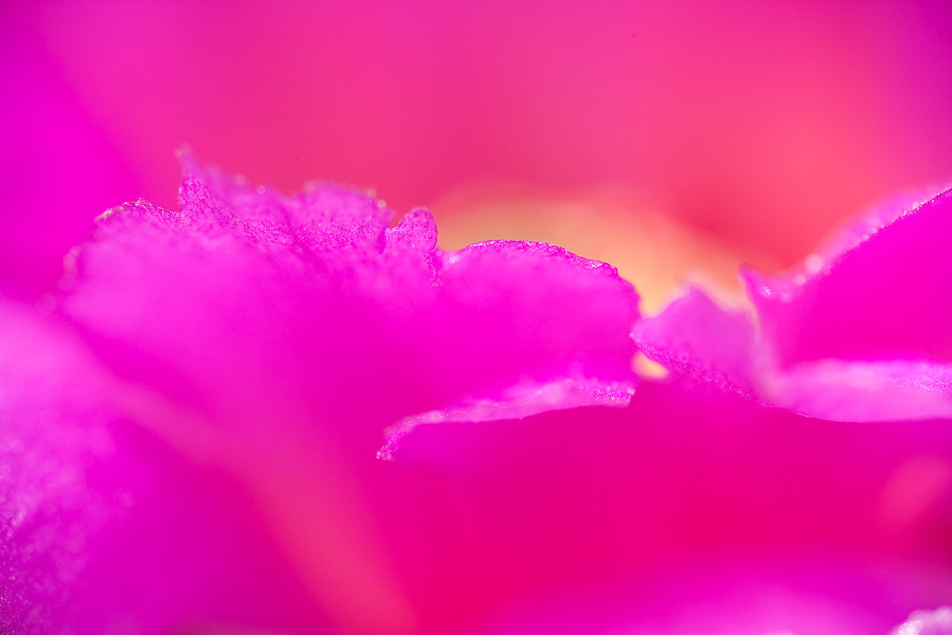Close-up Cactus flower at Oliver Lee Memorial State Park, New Mexico, IMAGE OUT OF FOCUS