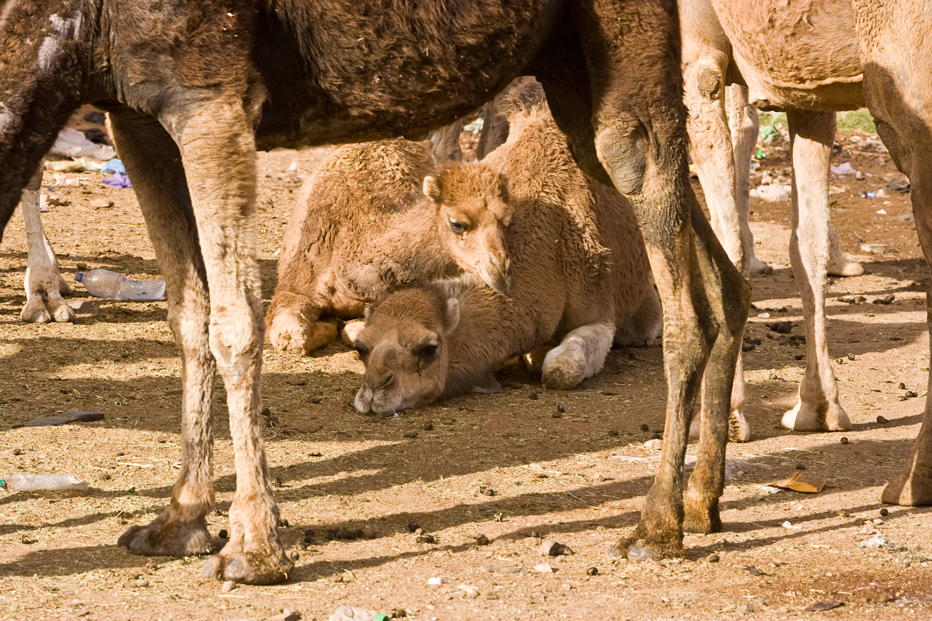 Weekly animal market at Guelmim