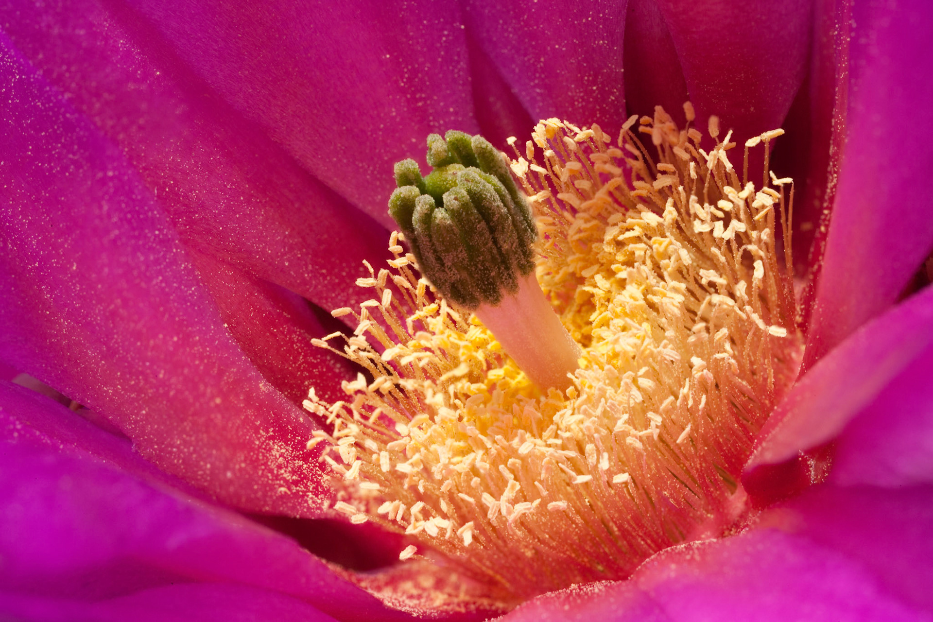 Close-up Hedgehog Cactus flower at Oliver Lee Memorial State Park, New Mexico, USA