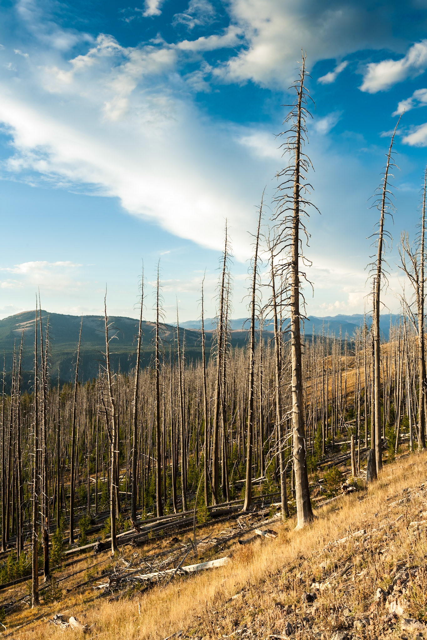 These trees were burned during a Forest fire at  Yellowstone Nat'l Park, WY, USA