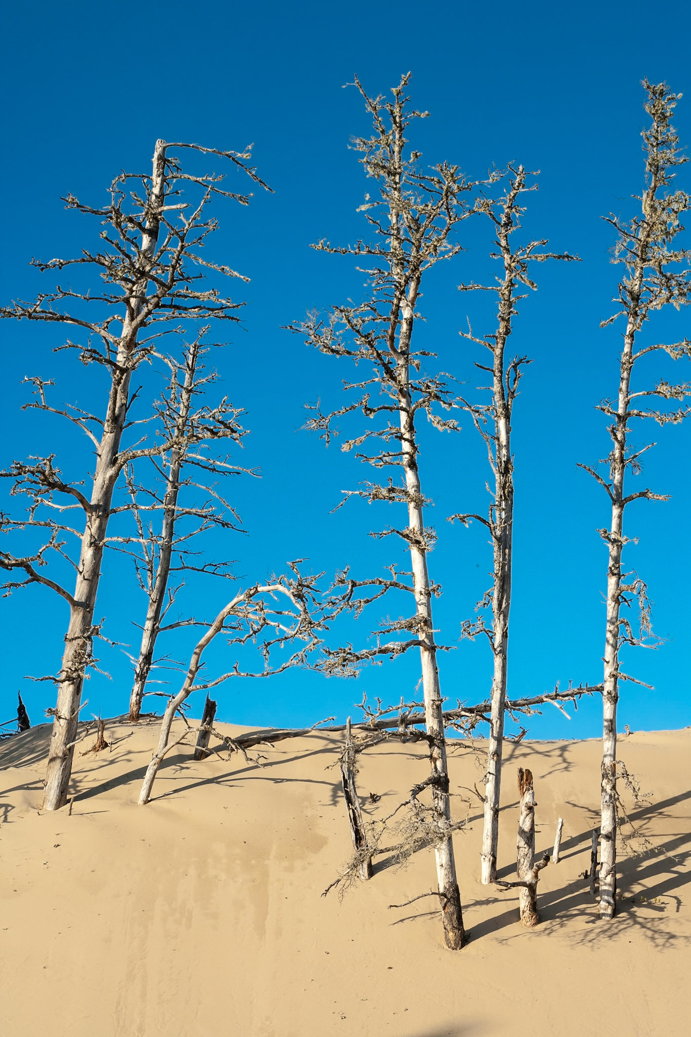 Dunes at Tenmile Creek Rd Lakeside, Oregon