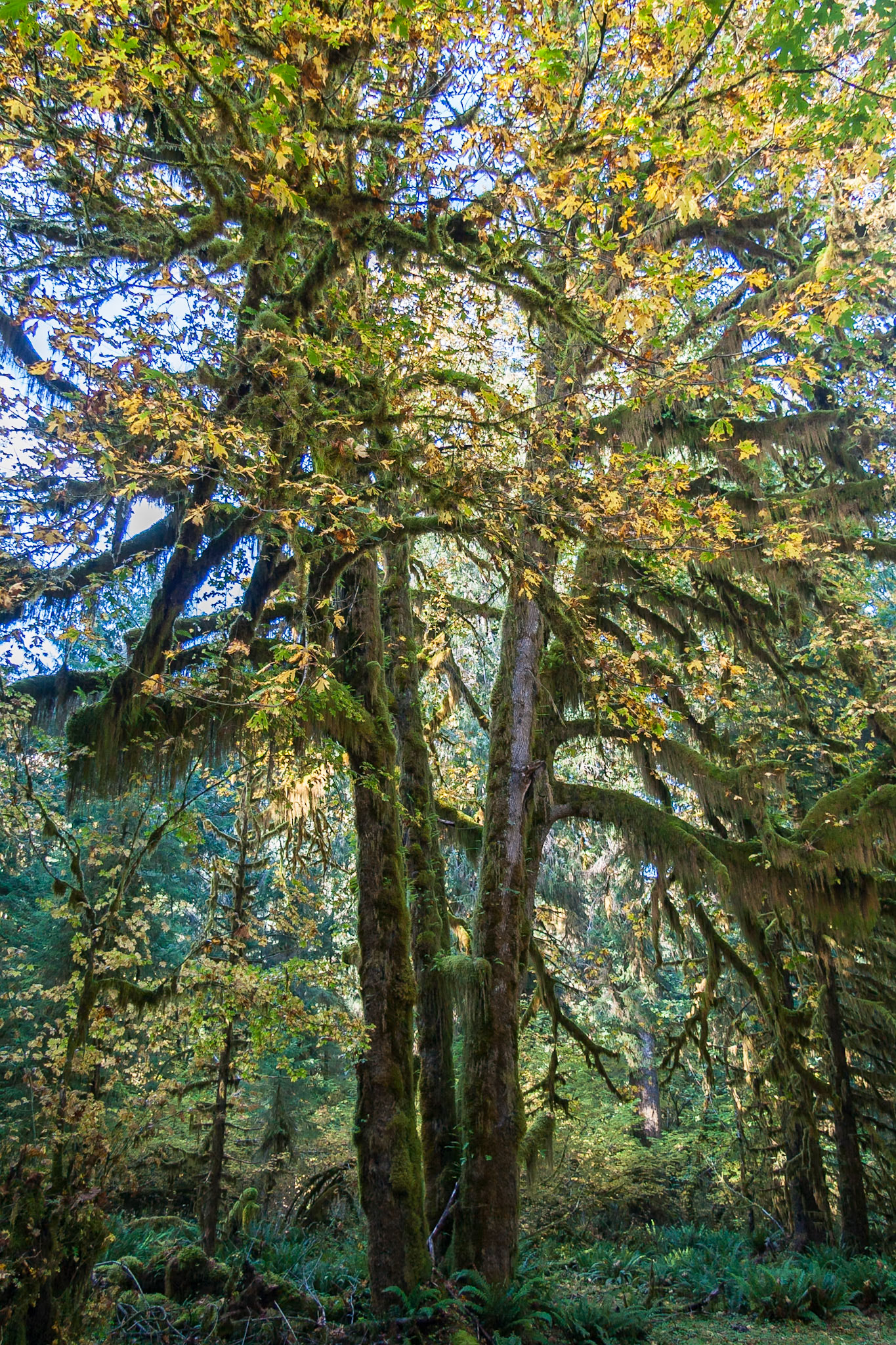 Trees with moss at Hall of Mosses Trail at Hoh Rainforest in Washington, USA