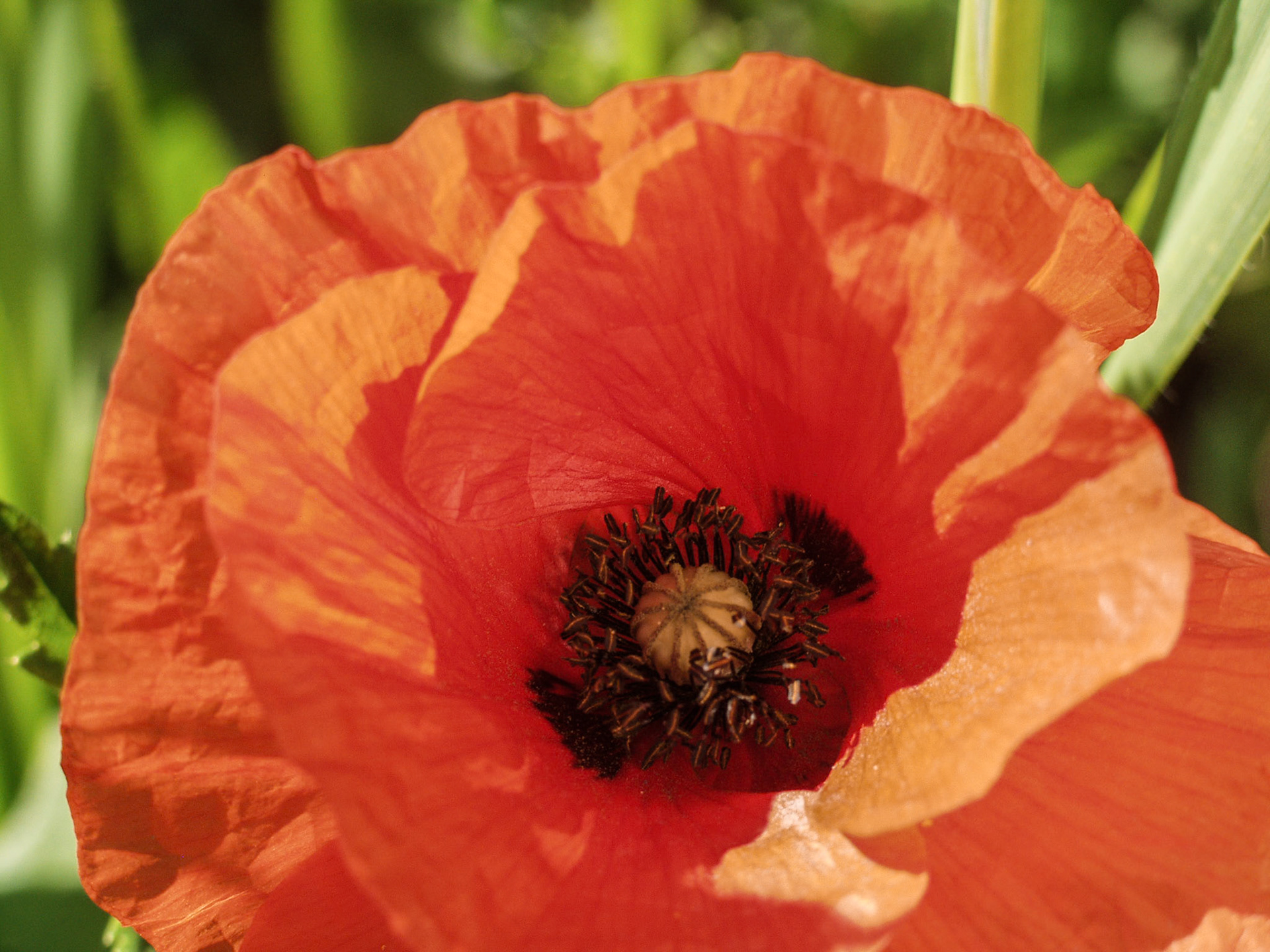 red poppy
