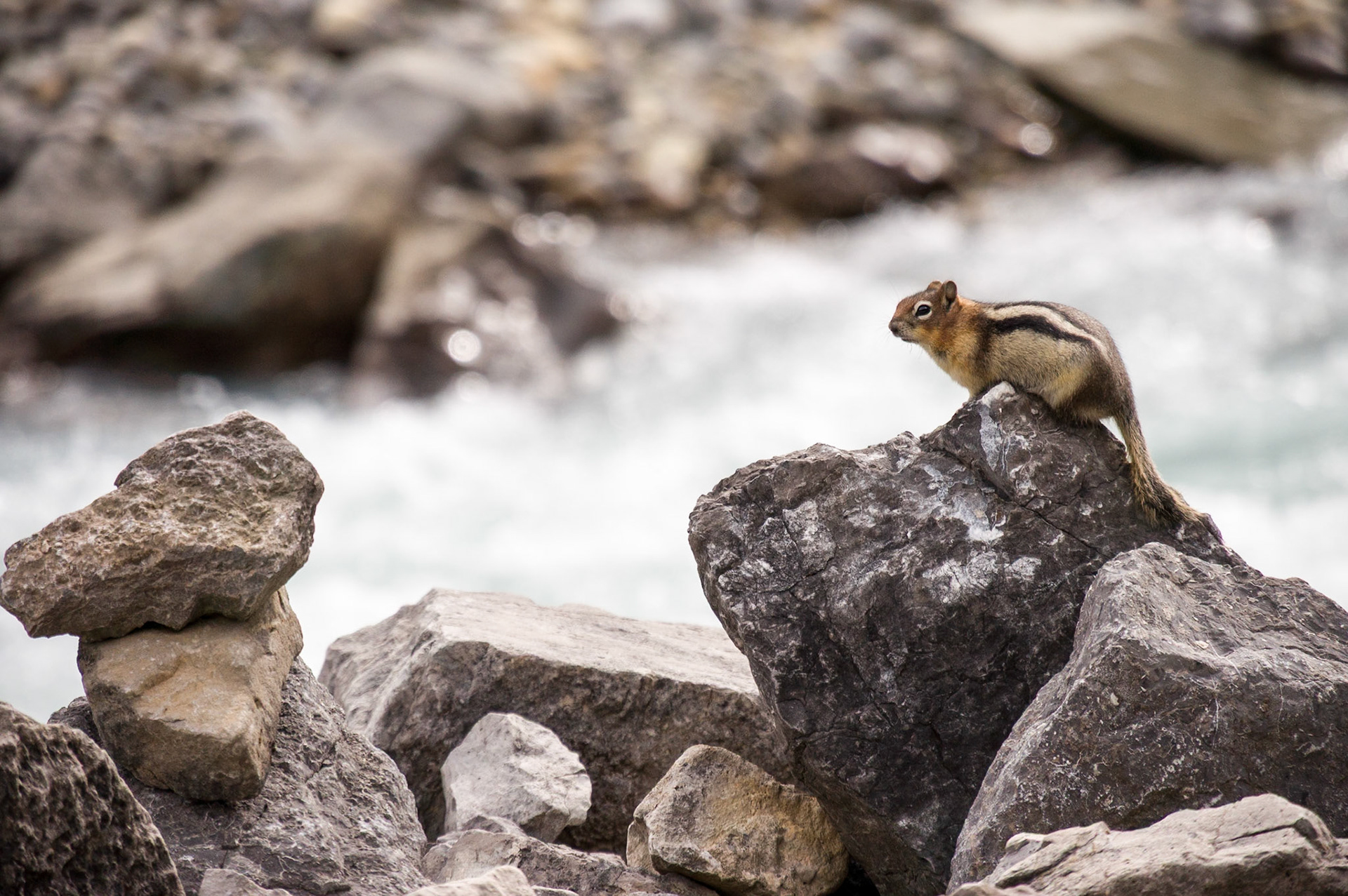 Squirral on a rock at Banf National Park, Alberta, CA
