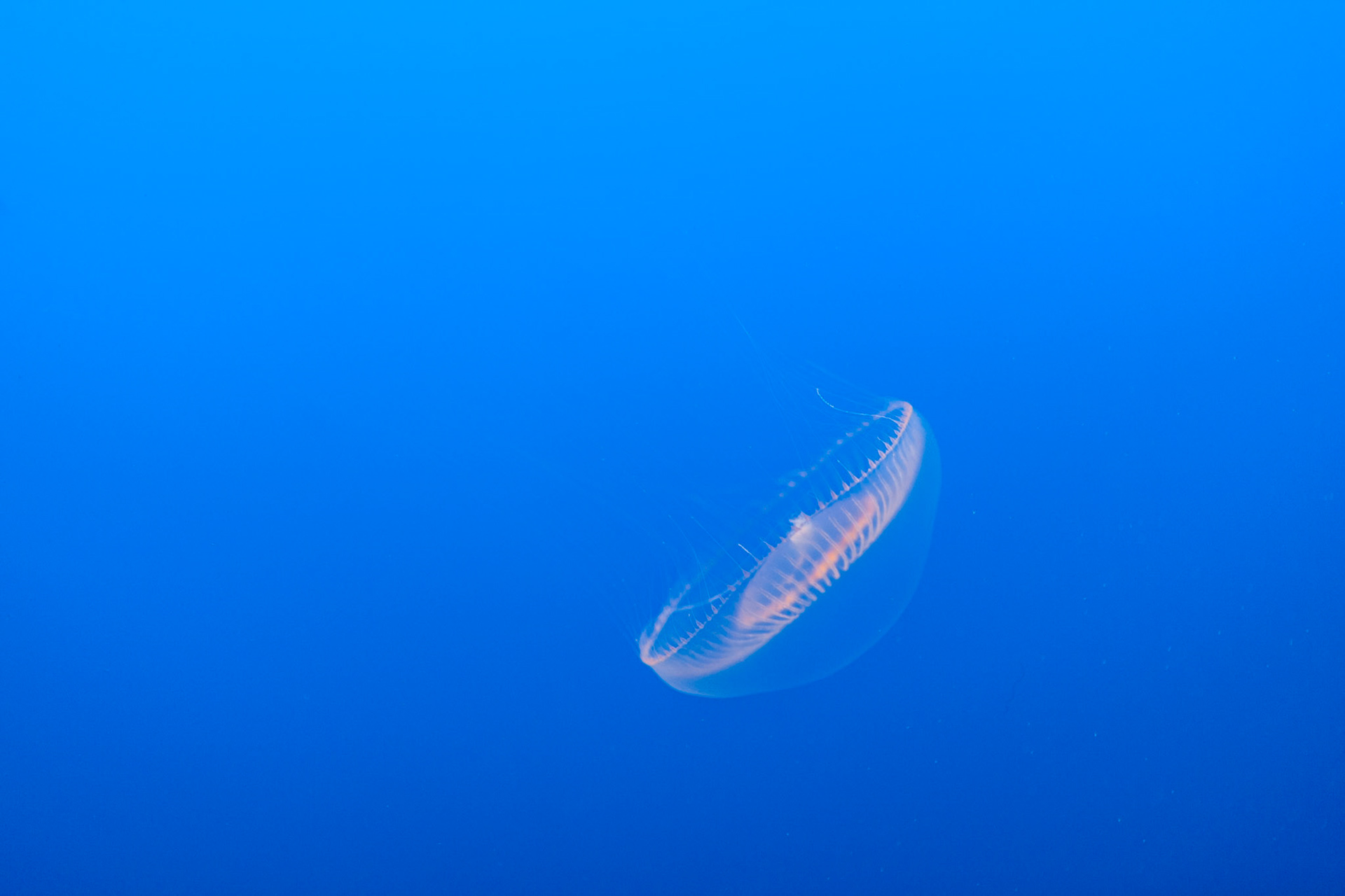 Crystal jelly, Aequorea victoria