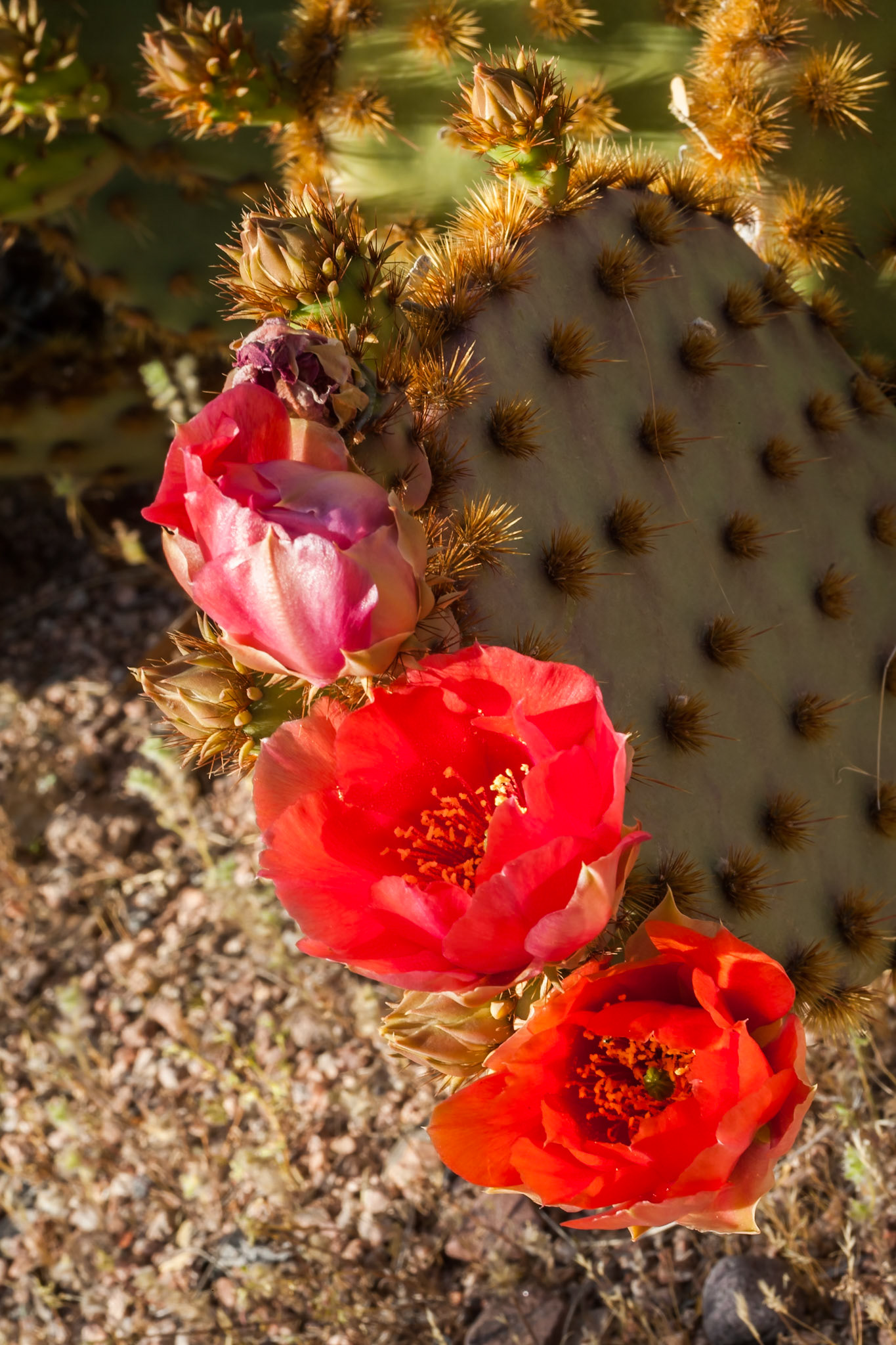 Prickley pear Cactus Flower in Lost Dutchman State Park, AZ, USA
