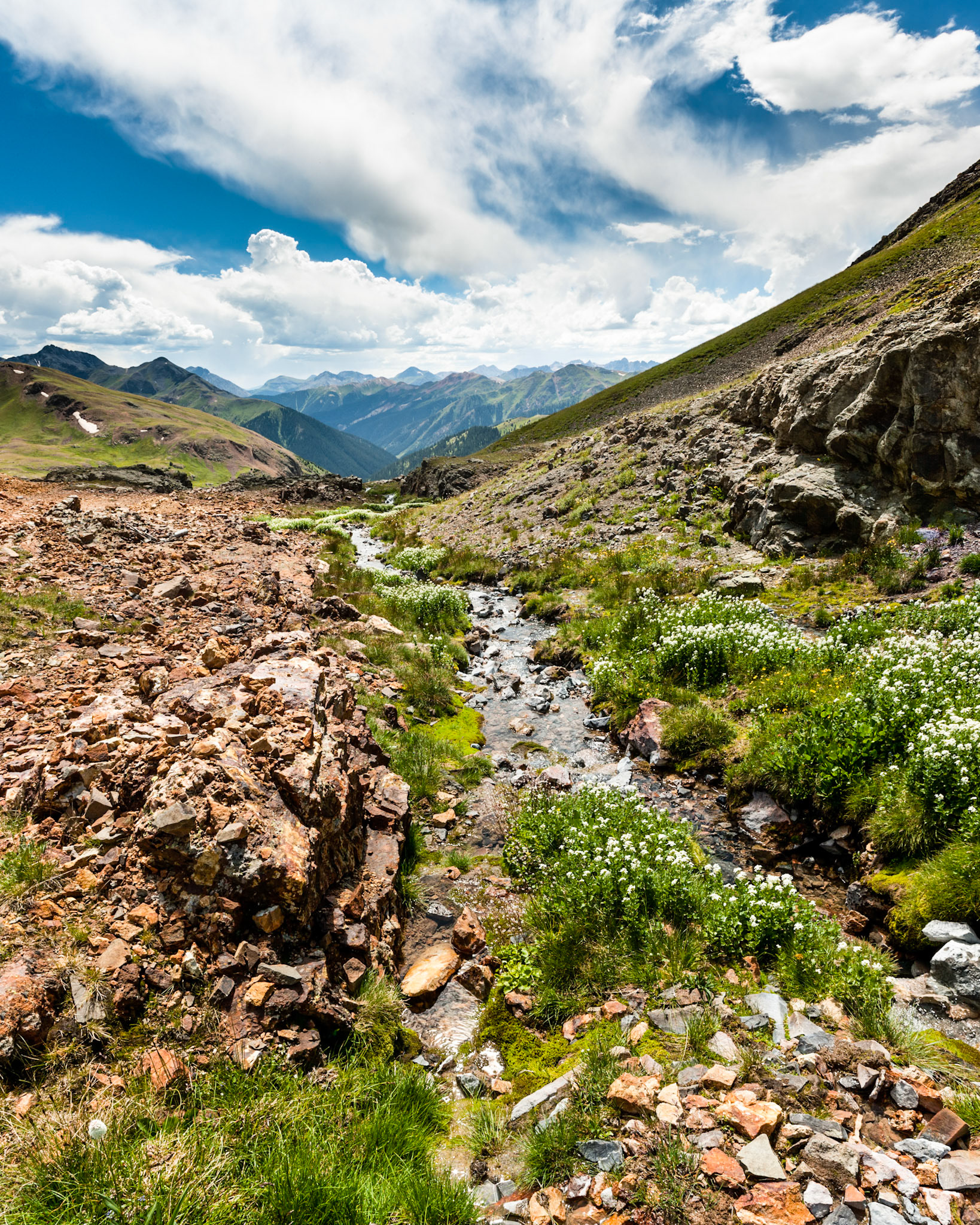 Wild flowers at Little stream at County Rd 10 at San Juan Nat'l Forest, CO, USA