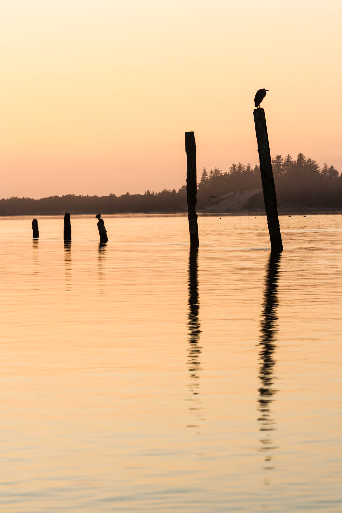 Bird sitting on pole at Sunset at Rockaway Beach, OR, USA
