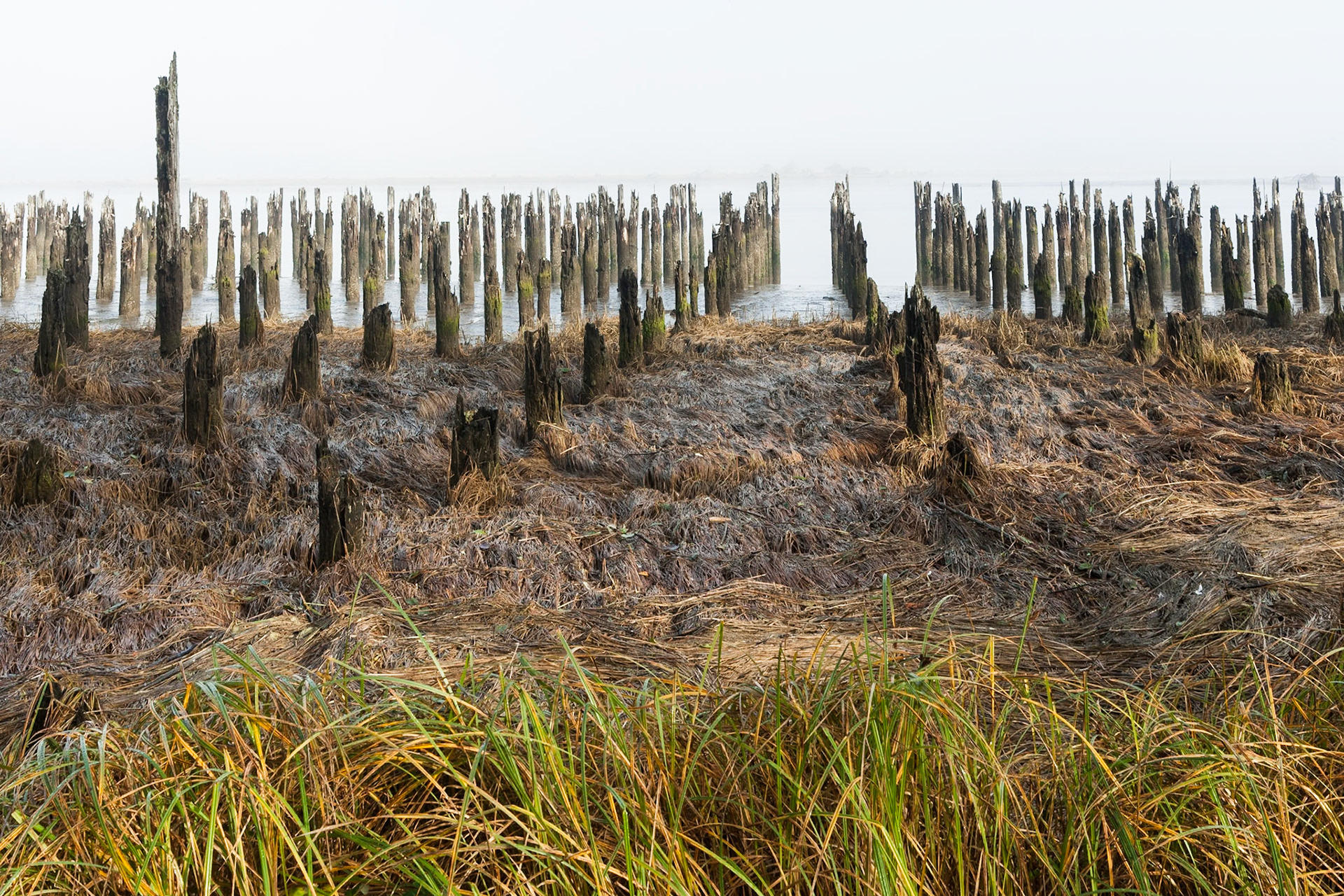 Rotten poles at Rockaway Beach, Oregon, USA
