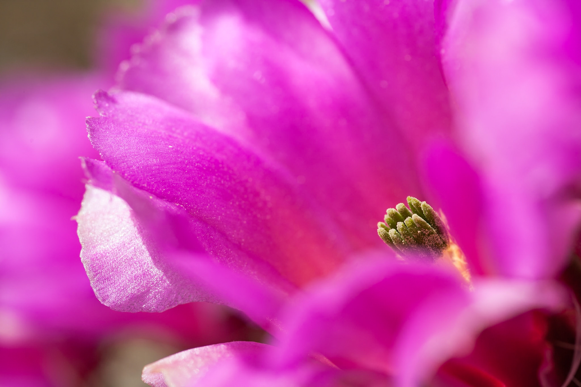 Close-up Hedgehog Cactus flower at Oliver Lee Memorial State Park, New Mexico, USA