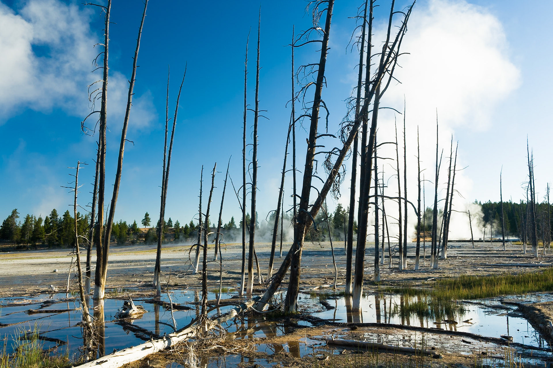Clepsydra Geyser at Lower Geyser Basin in Yellowstone National Park, WY, USA