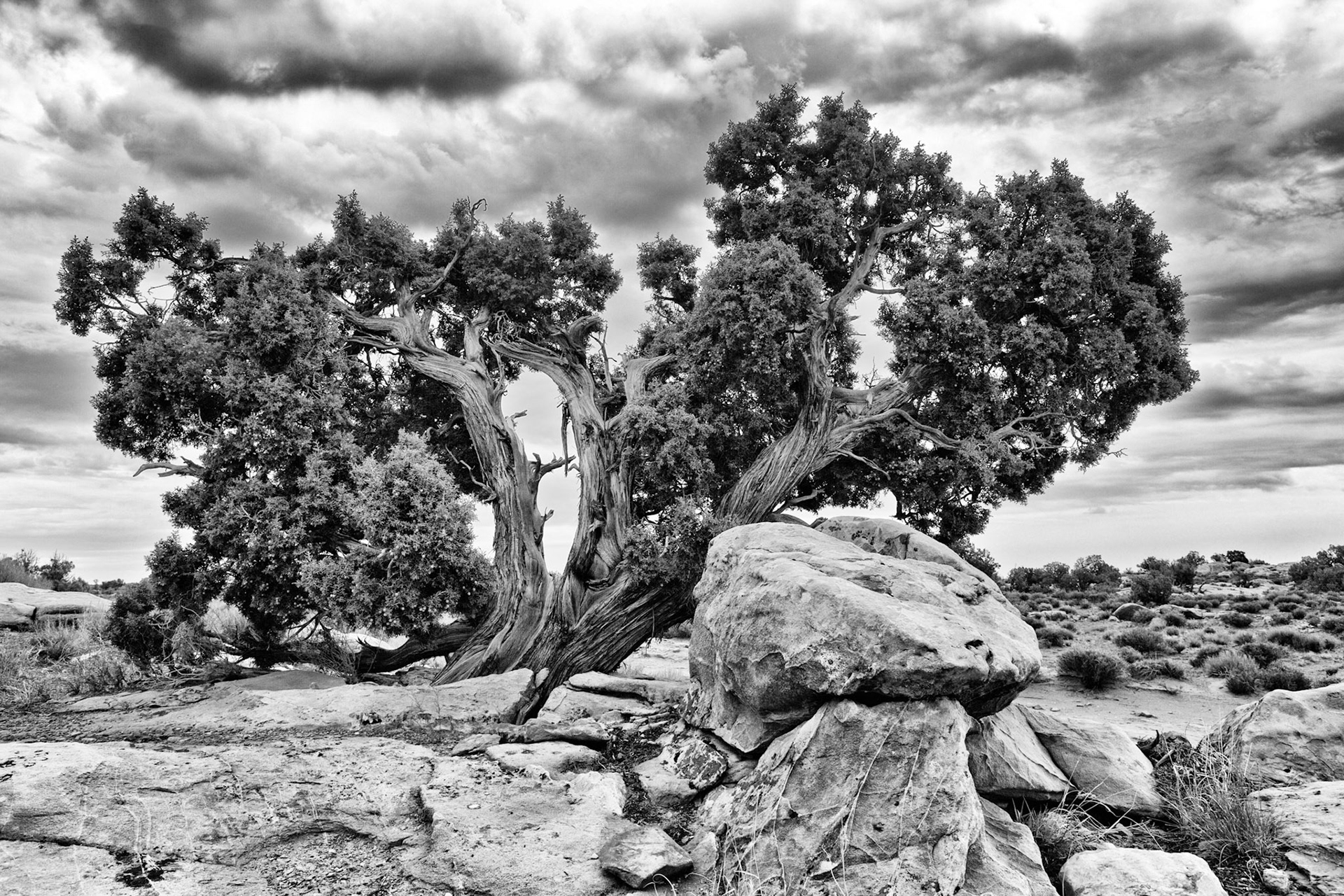 Tree at Grand Staircase Escalante National Monument, UT, USA, SIMILAR IMAGE(S) ALREADY SUBMITTED
