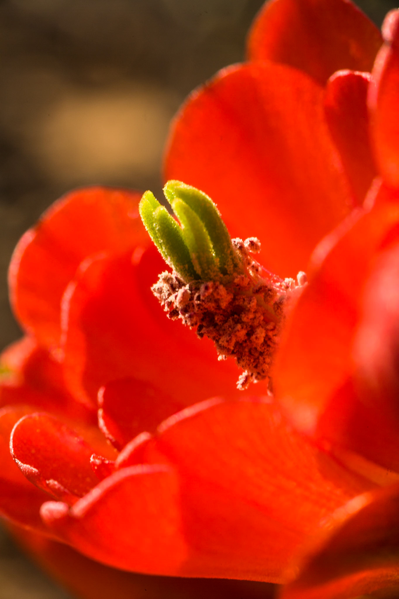 Hedgehog Cactus flower at Corona Arch trail at 279 near Moab, IMAGE OUT OF FOCUS