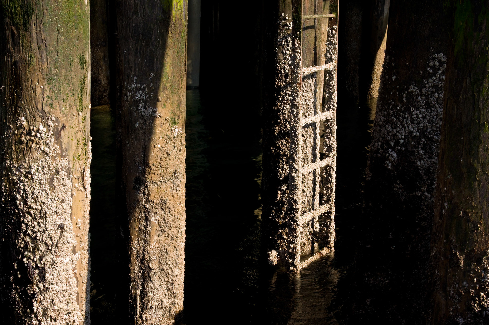 Ladder covered with shelves at the harbor of Seatle, WA, USA