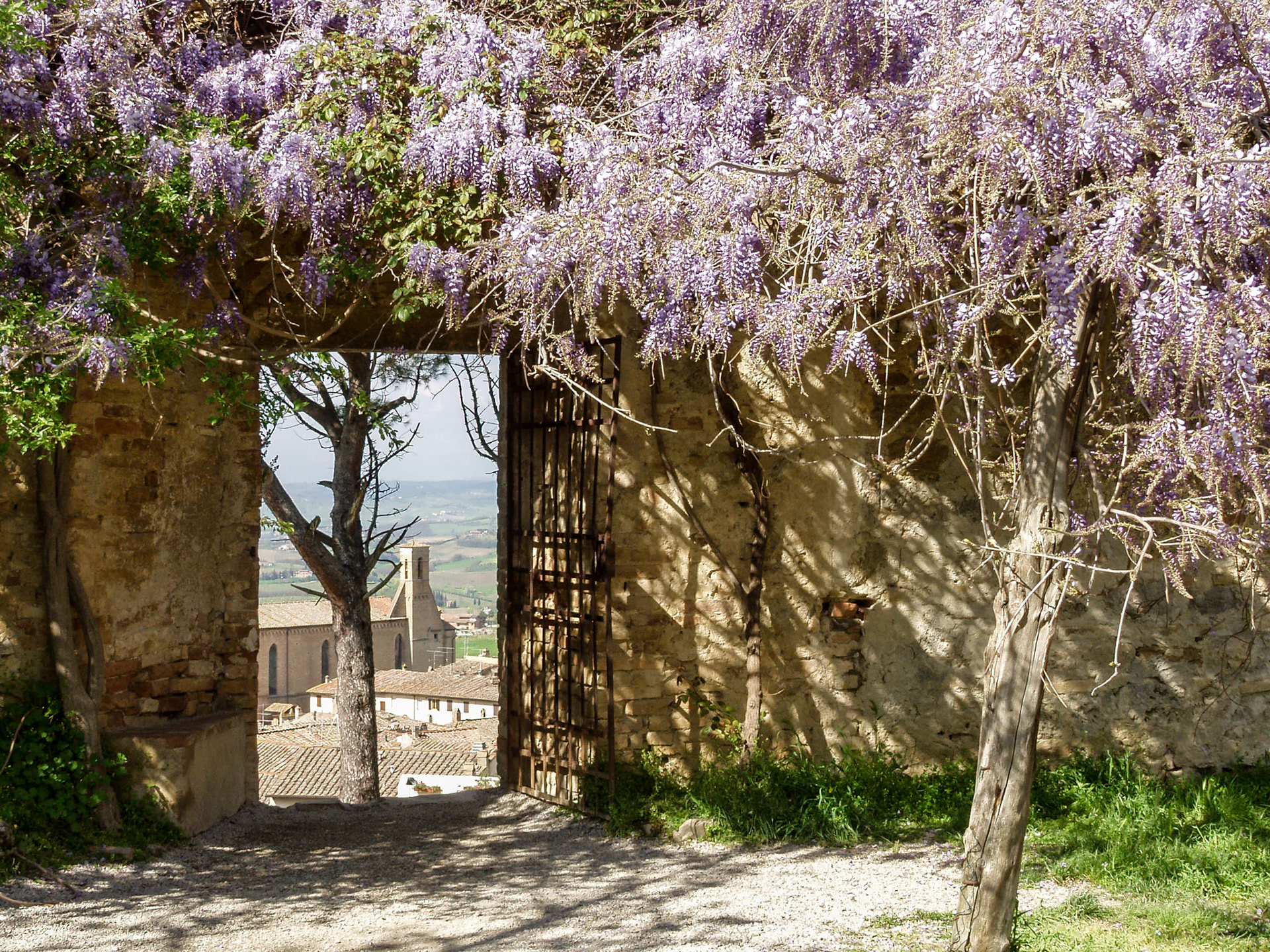 Lilac at San Gimignano,  Out of focus