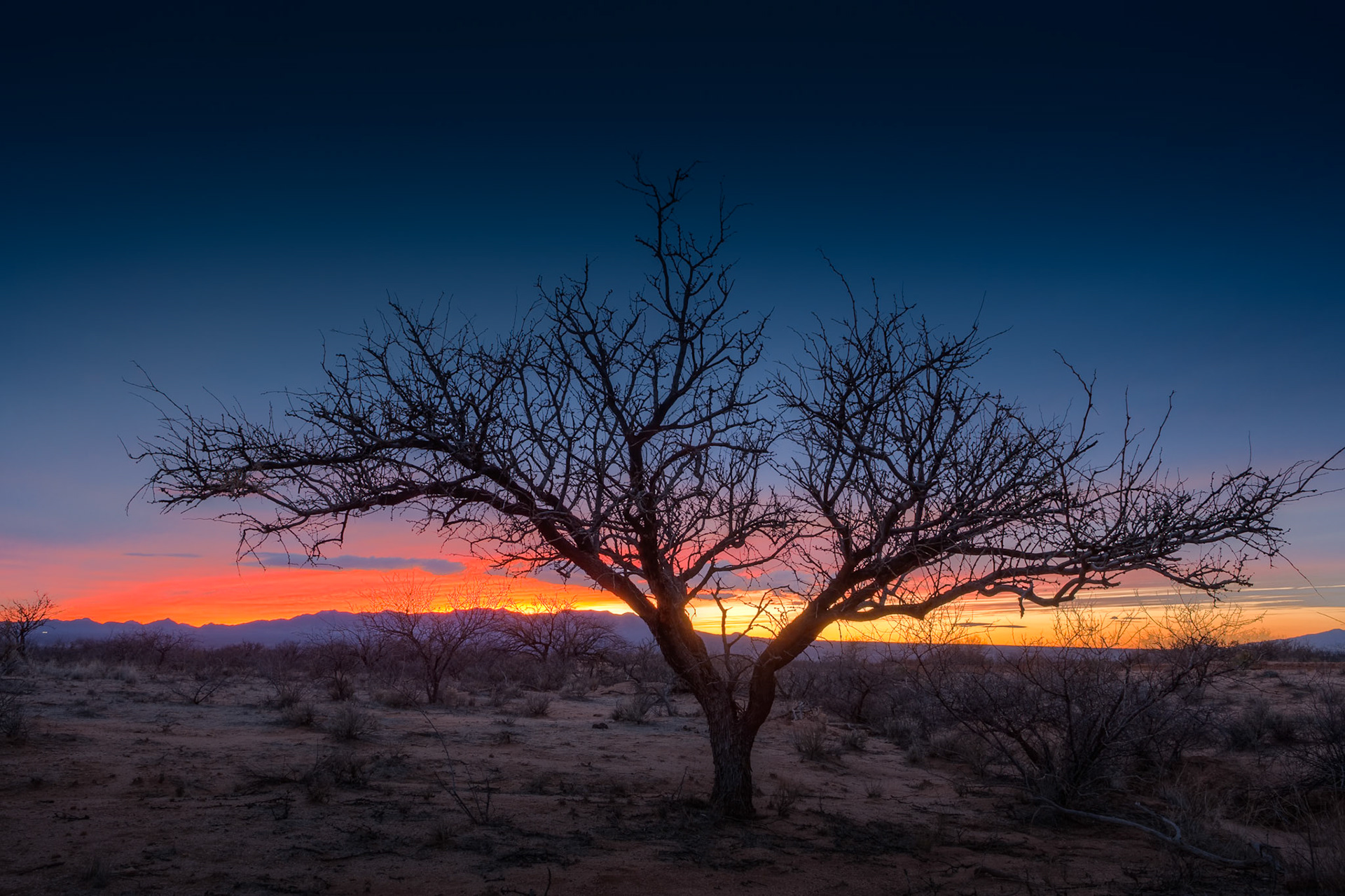 Sunset through a tree near St. David, Arizona, USA