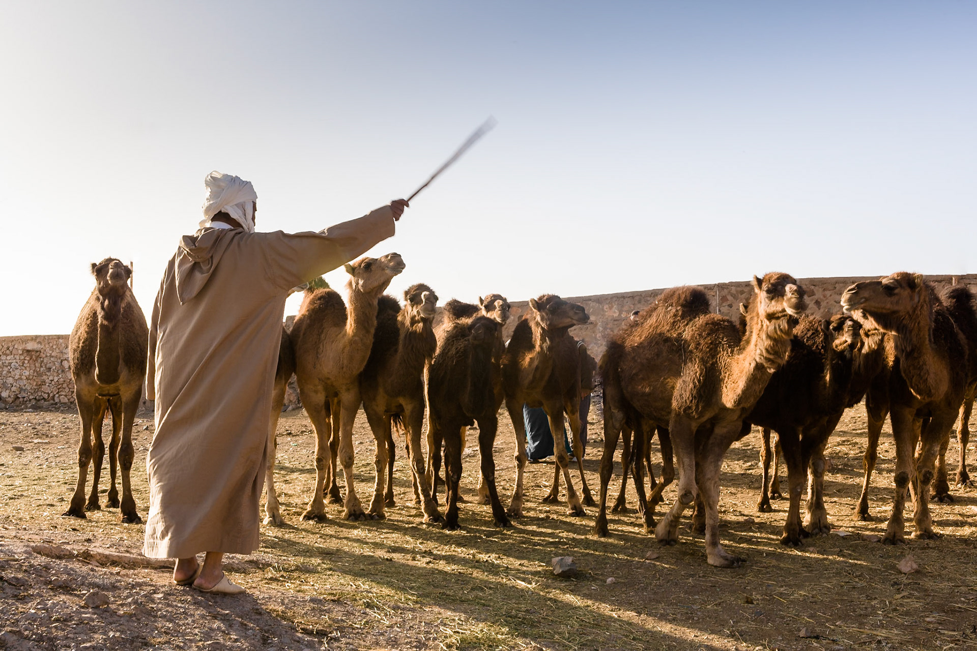 Man direct Camels at camel market at Guelmim, Morocco