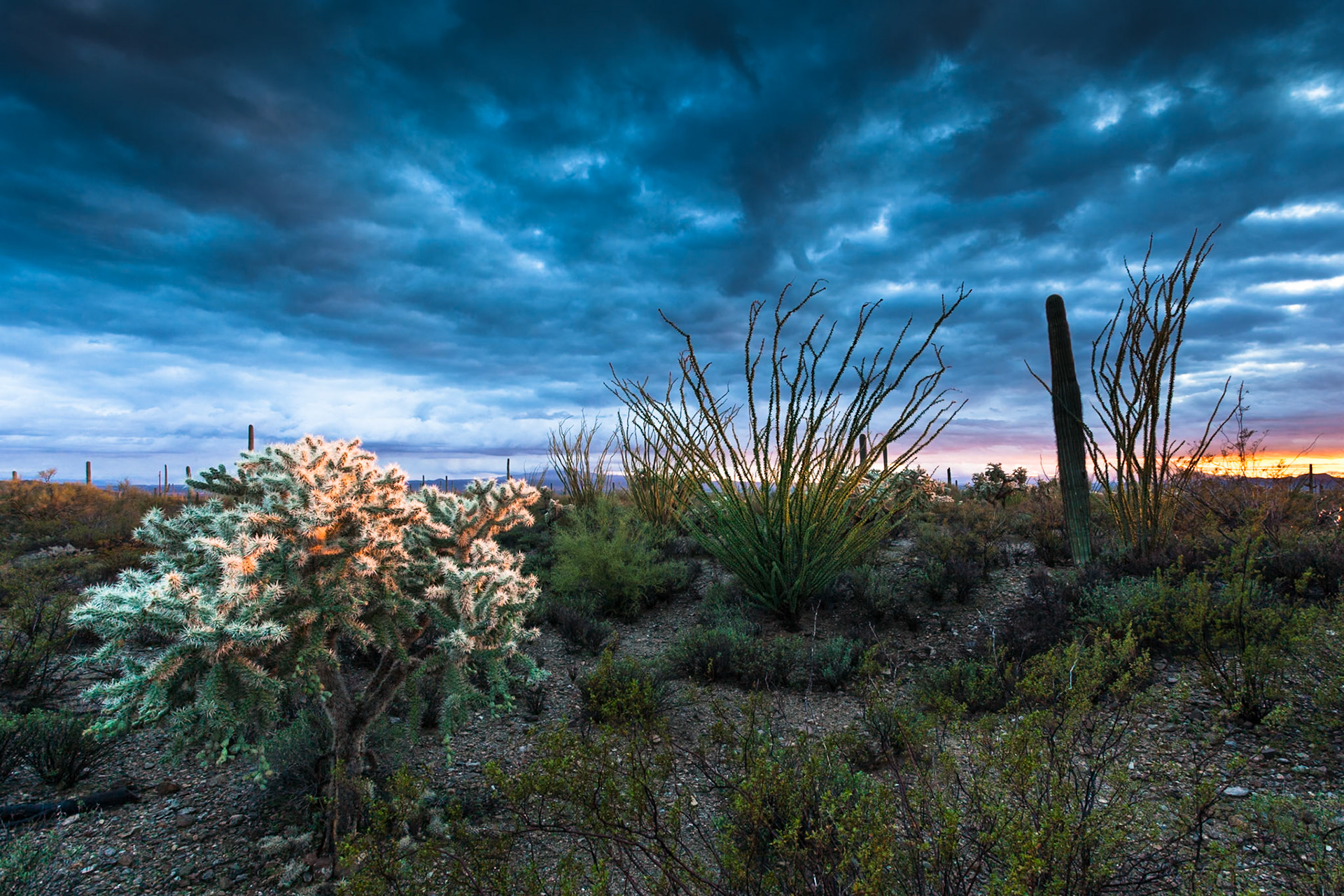 Sunset at Tucson Mountain Park near Gilbert Ray Campground, Arizona, USA