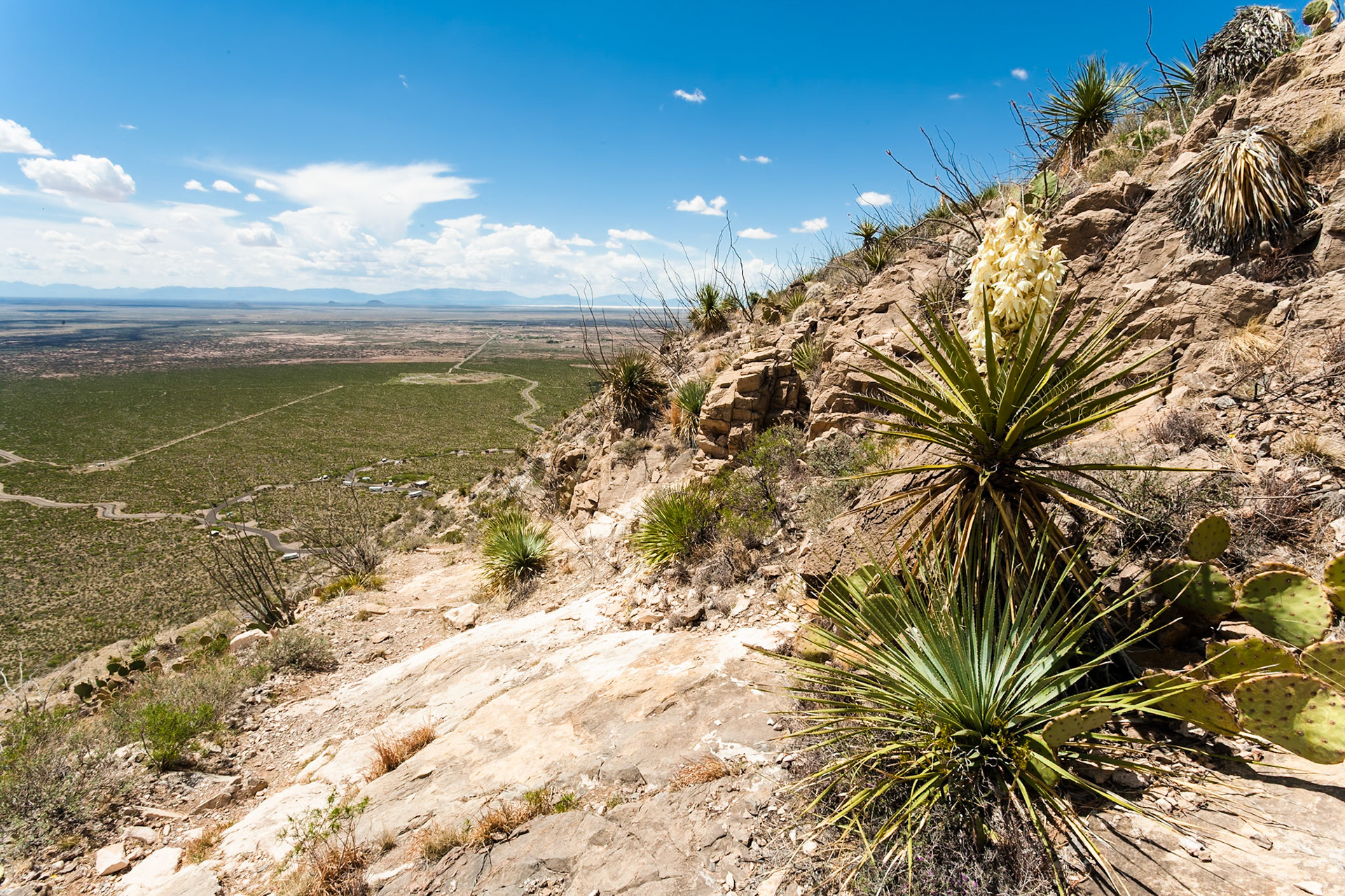 Blooming Yucca at Oliver Lee Memorial State Park, New Mexico, USA