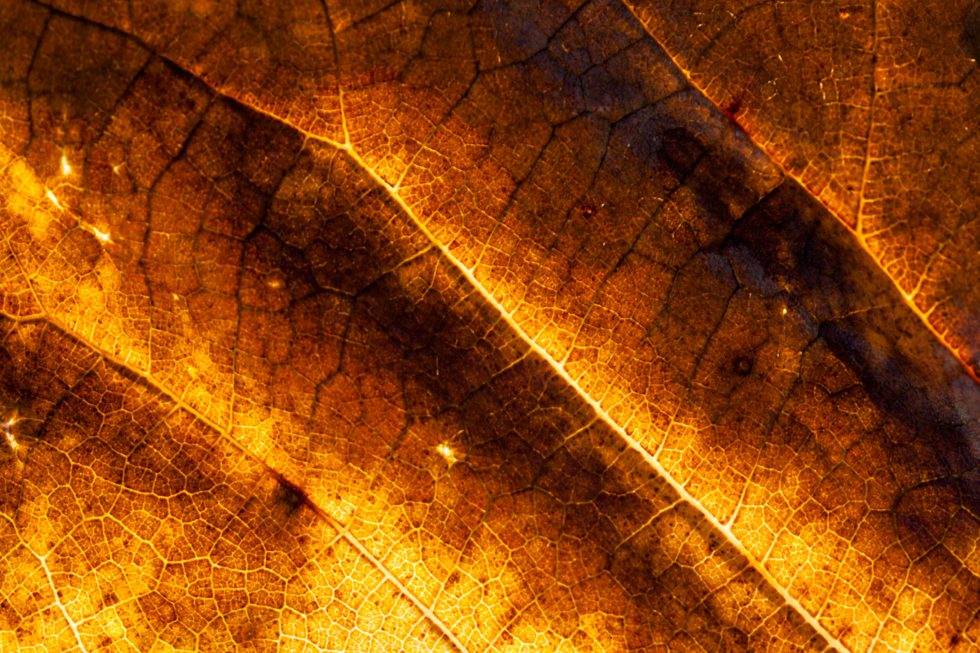 Brown Autumn leaf, USA