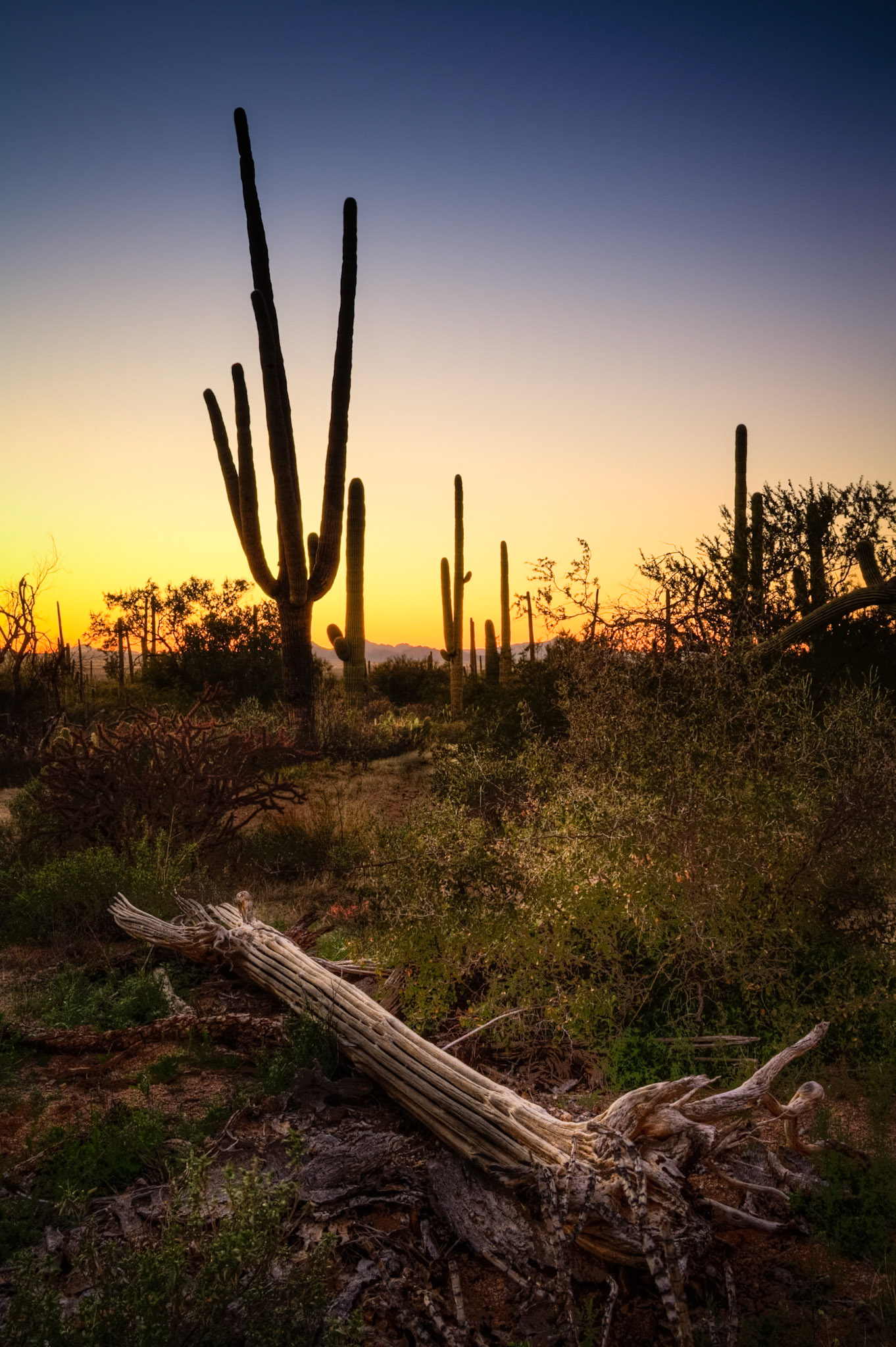 Sunset at Saguaro National Park, AZ, USA