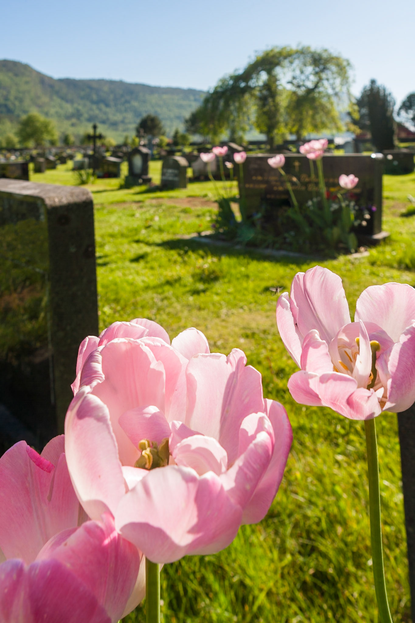 Flowers at Graveyard Sjøholt