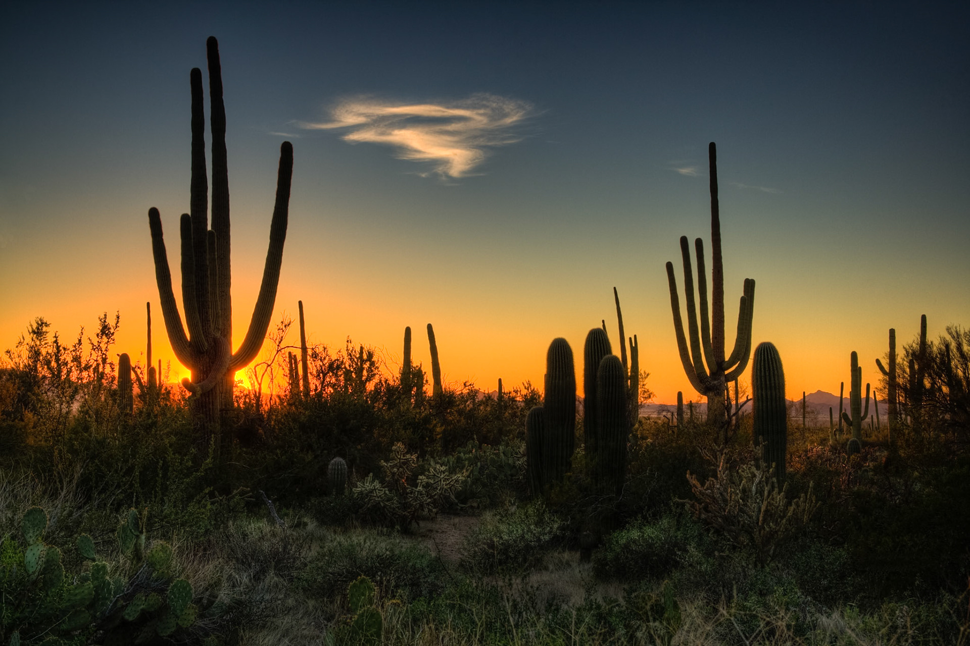 Sunset at Saguaro National Park, AZ, USA