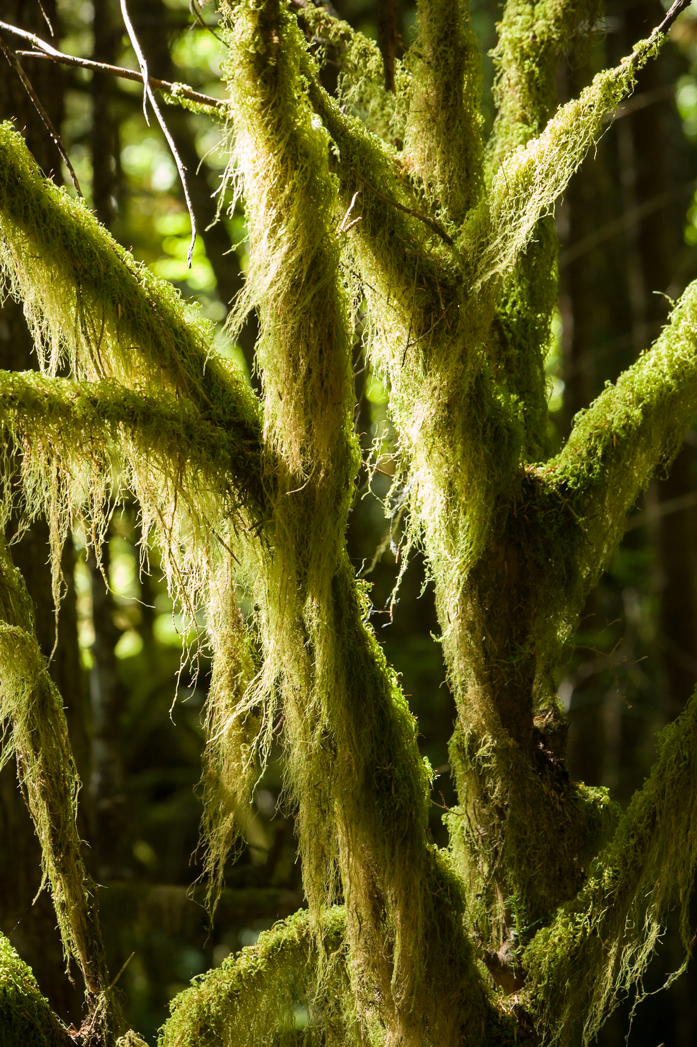 Newhalem Rainforest, North Cascades, WA, USA