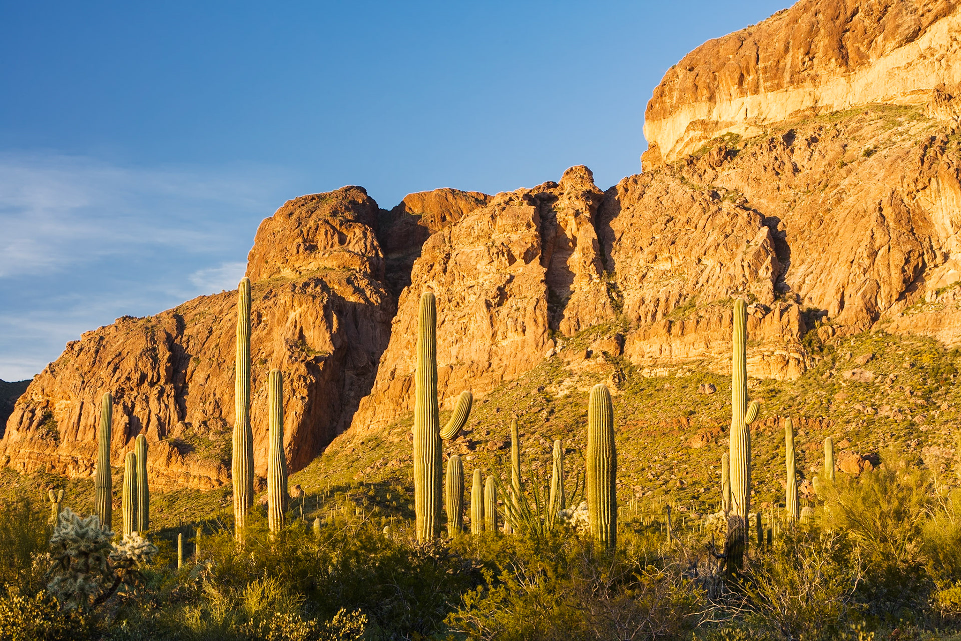 Organ Pipe Cactus National Monument, Arizona, USA