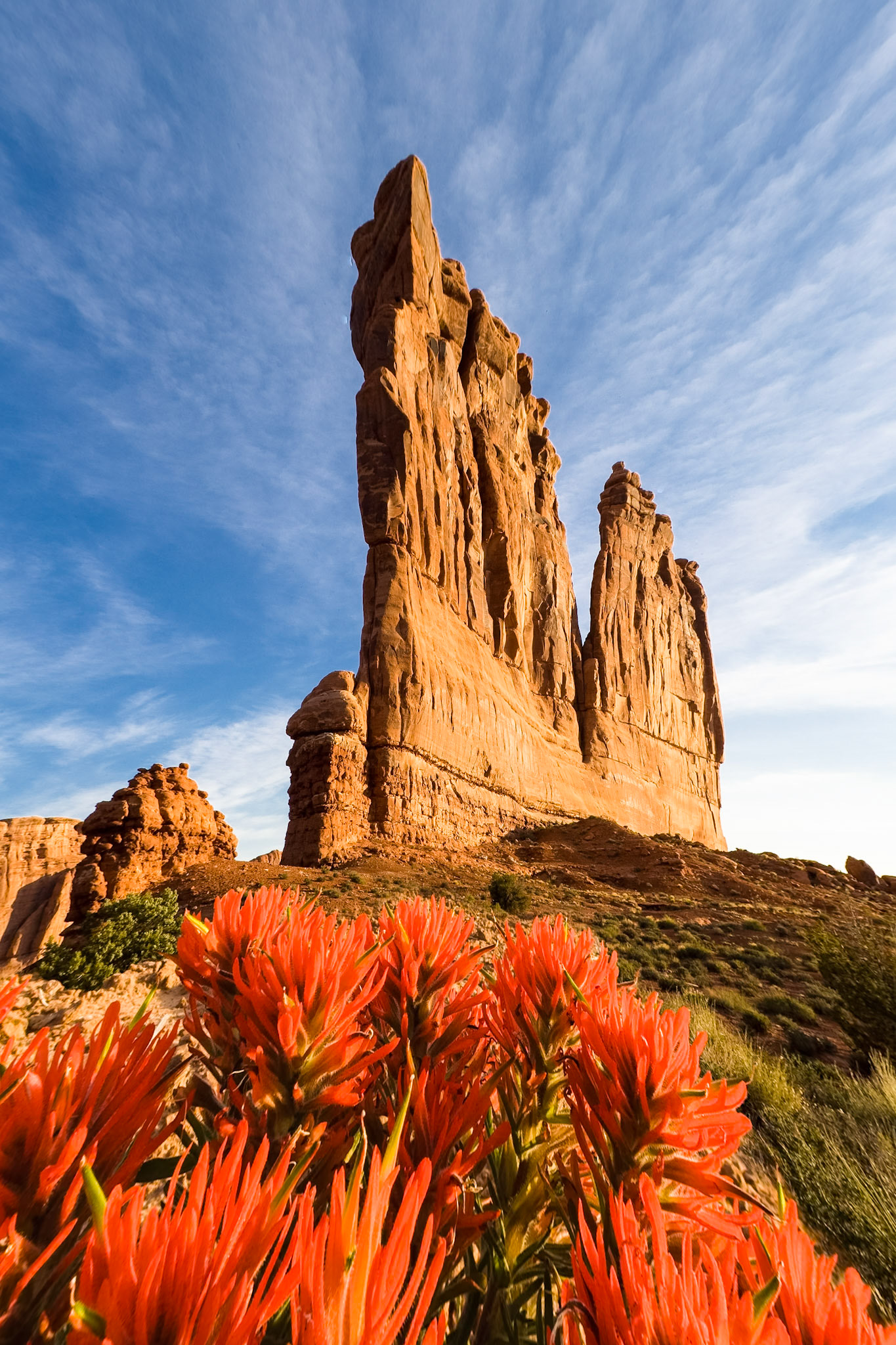 Indian Paintbrush near Courthouse Towers, Arches NP, Utah, USA