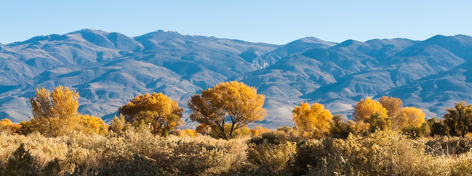 Autumn trees at Bishop at the high Sierra, CA, USA