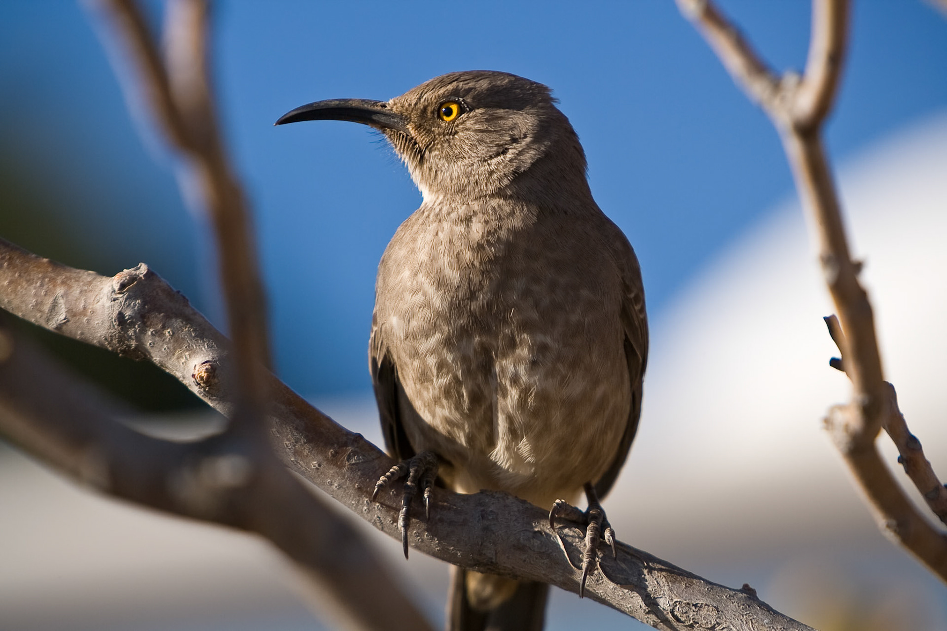 Curve-billed Thrasher in Pancho Villa State Park, Columbus, New Mexico, USA