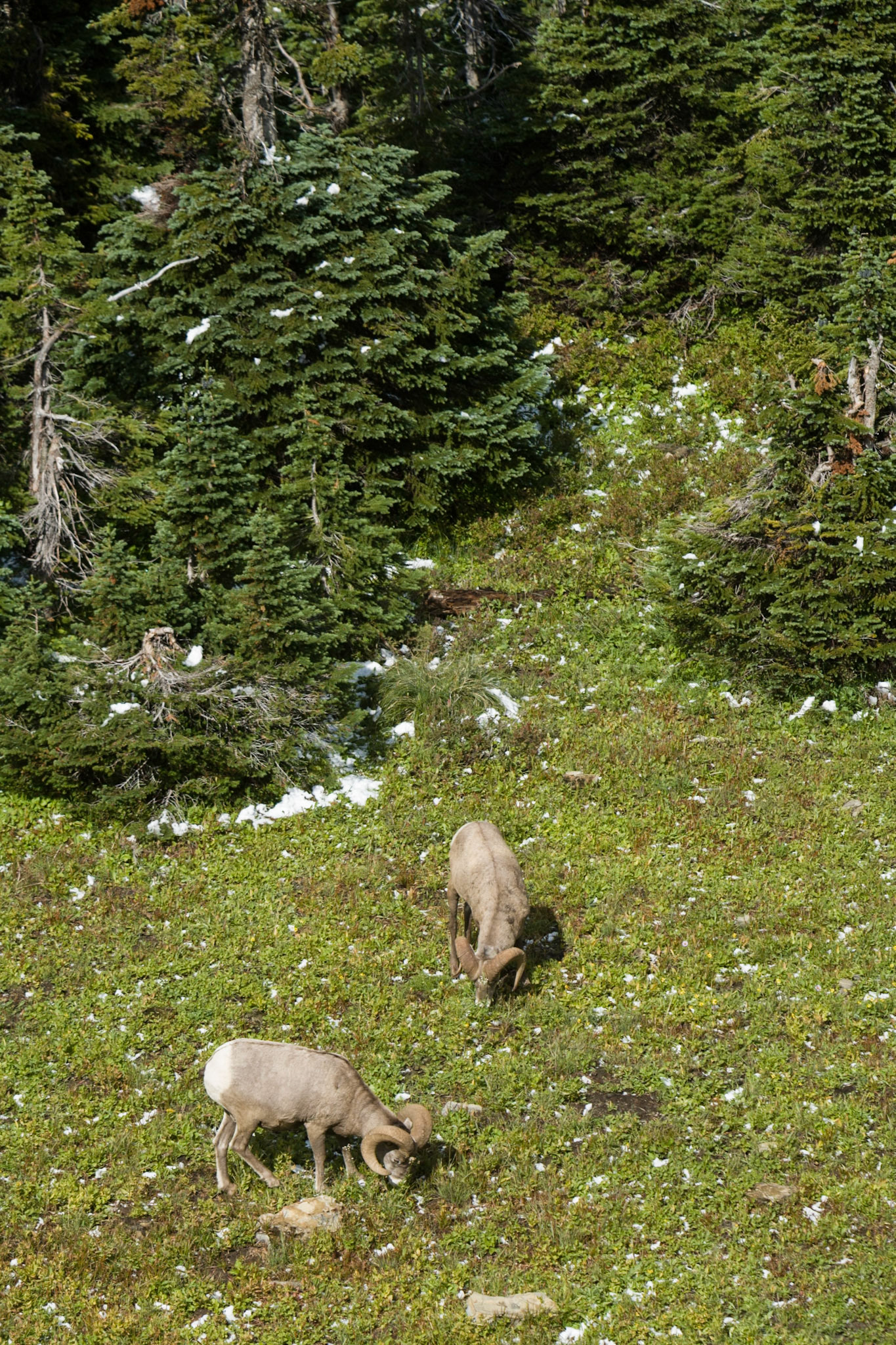 Big Horn Sheep in Glacier National Park, Montana, USA