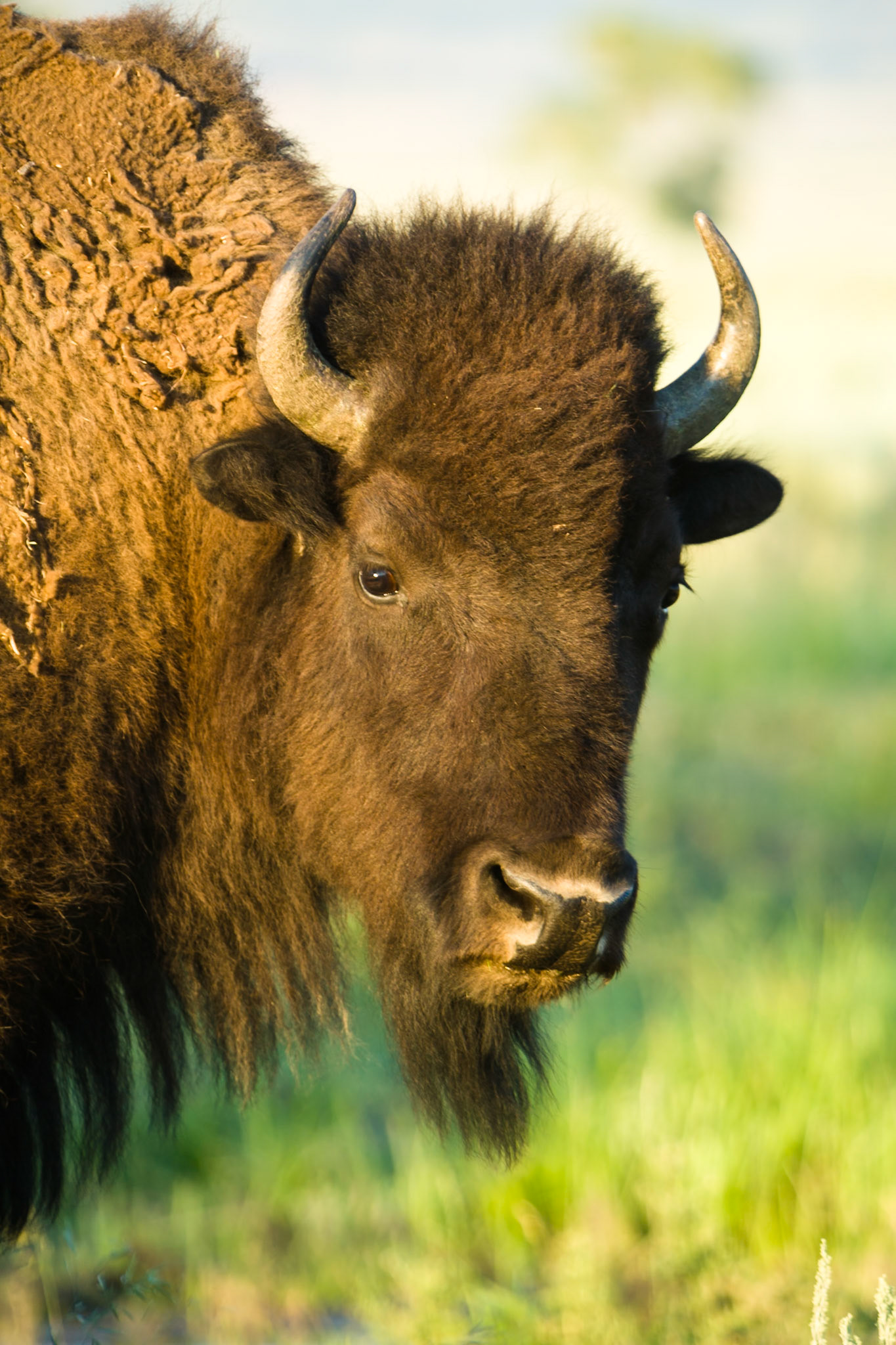 Buffalo, Grand Teton National Park, WY, USA