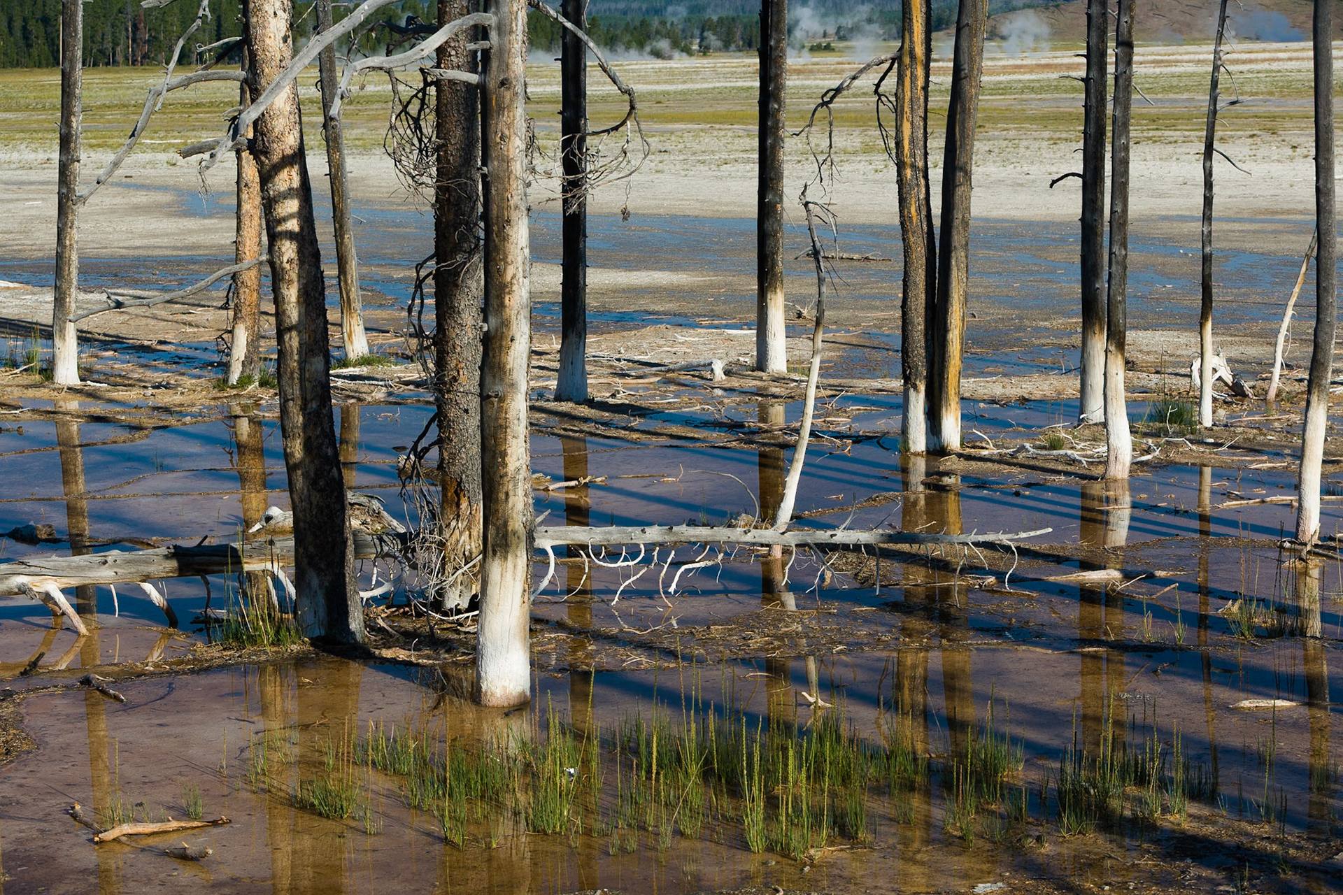 Trees at Midway Geyser Basin in Yellowstone National Park, WY, USA