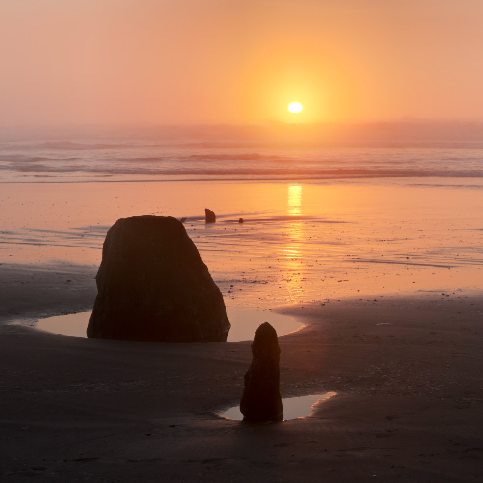 Sunset at South Beach with Petrified trees at Neskowin, OR, USA