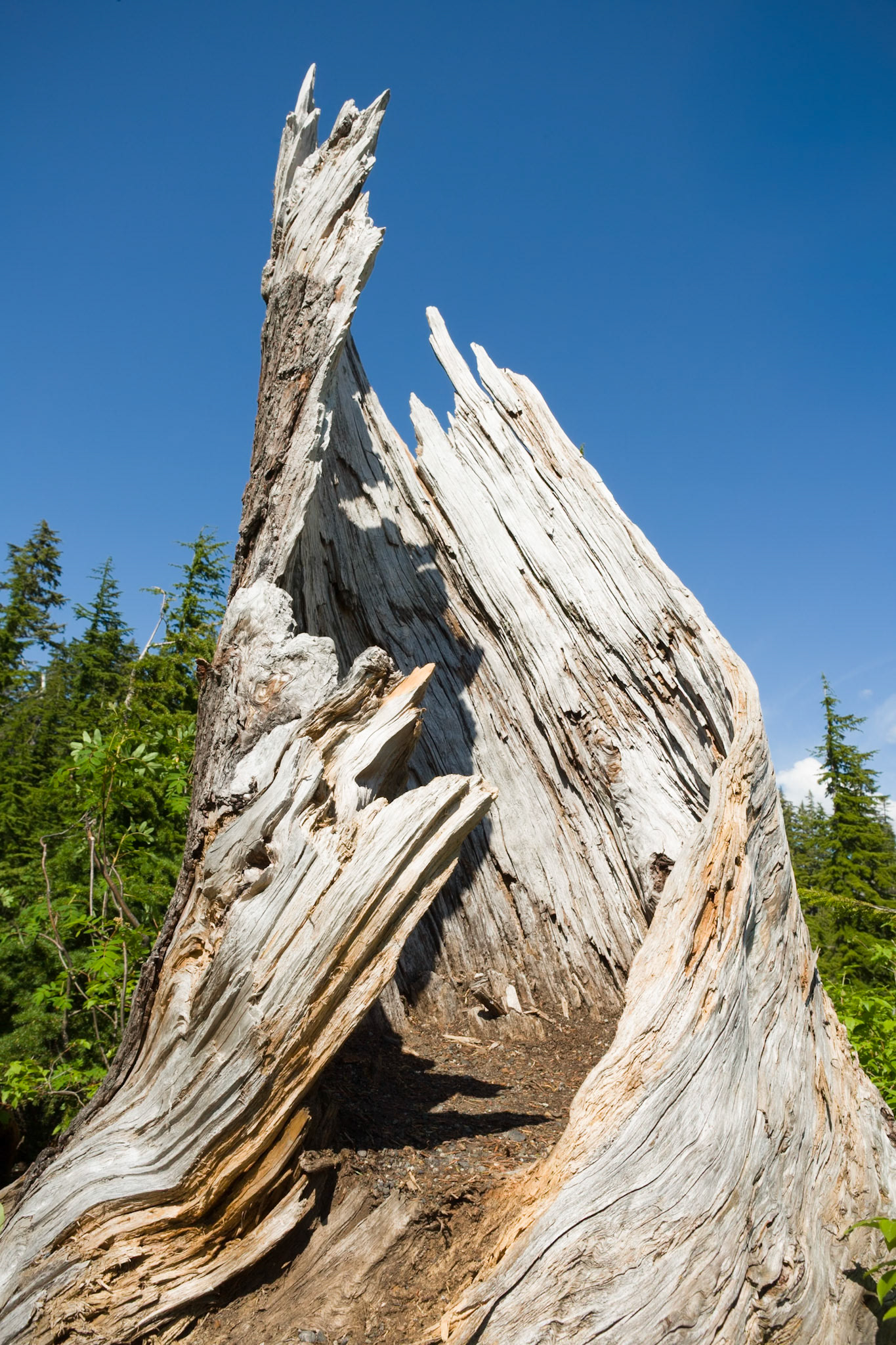 Trunk at Picture lake at Mt Baker Hwy, WA, USA