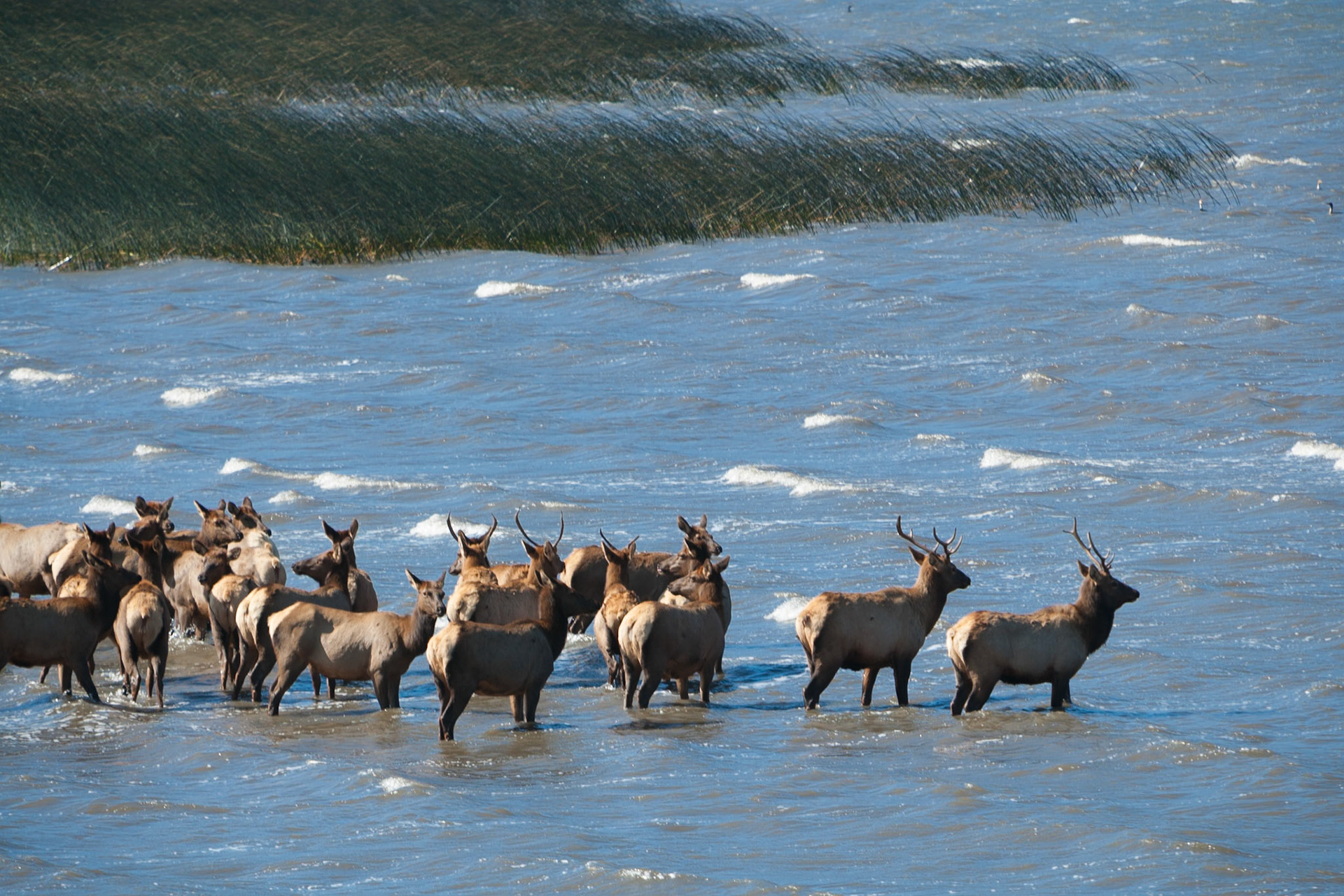 Elk in the Stone Lagoon at Humboldt Lagoon State Park, California