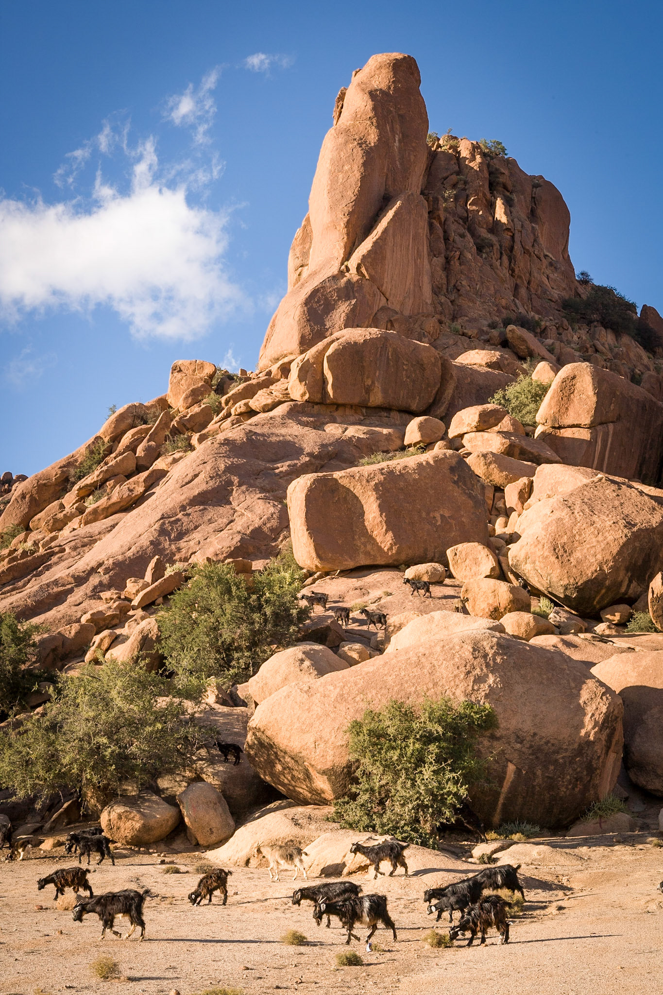 Goats climbing on rocks and eating from the Argania tree near Tafraoute, Morocco
